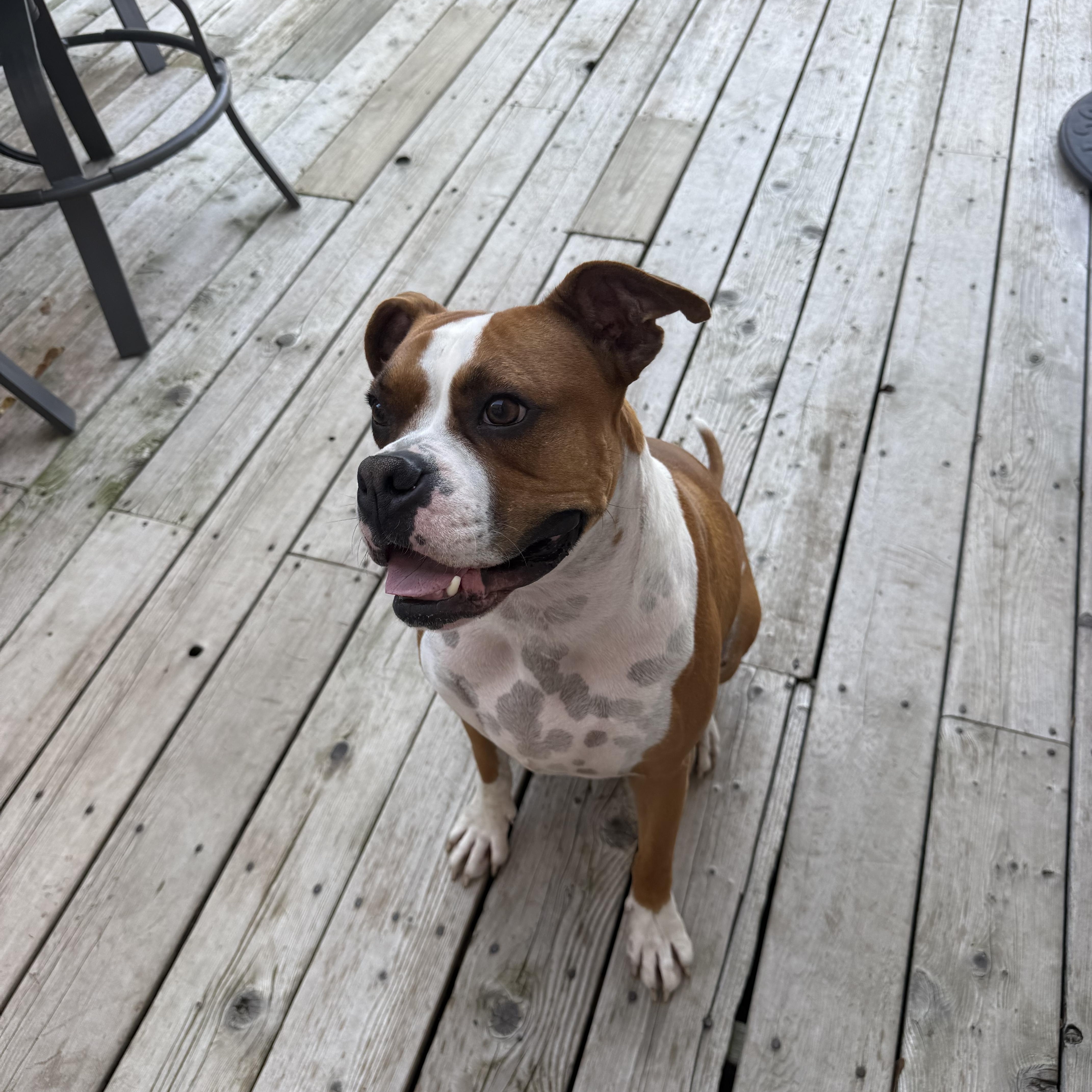 Enlarge Oliver - Need Foster, a Adoptable mixed breed in Middlesex, NJ image 3/5