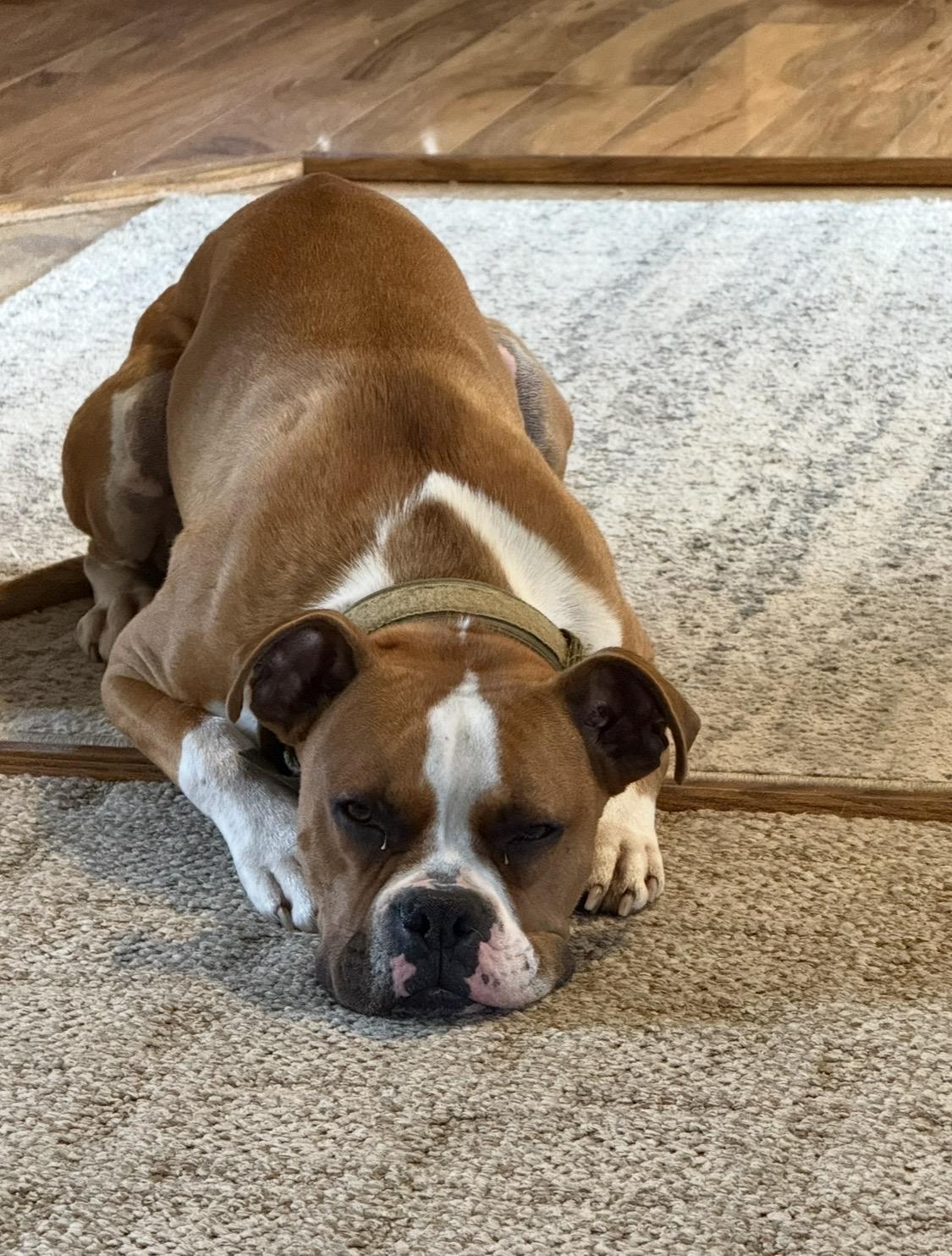 Enlarge Oliver - Need Foster, a Adoptable mixed breed in Middlesex, NJ image 5/5