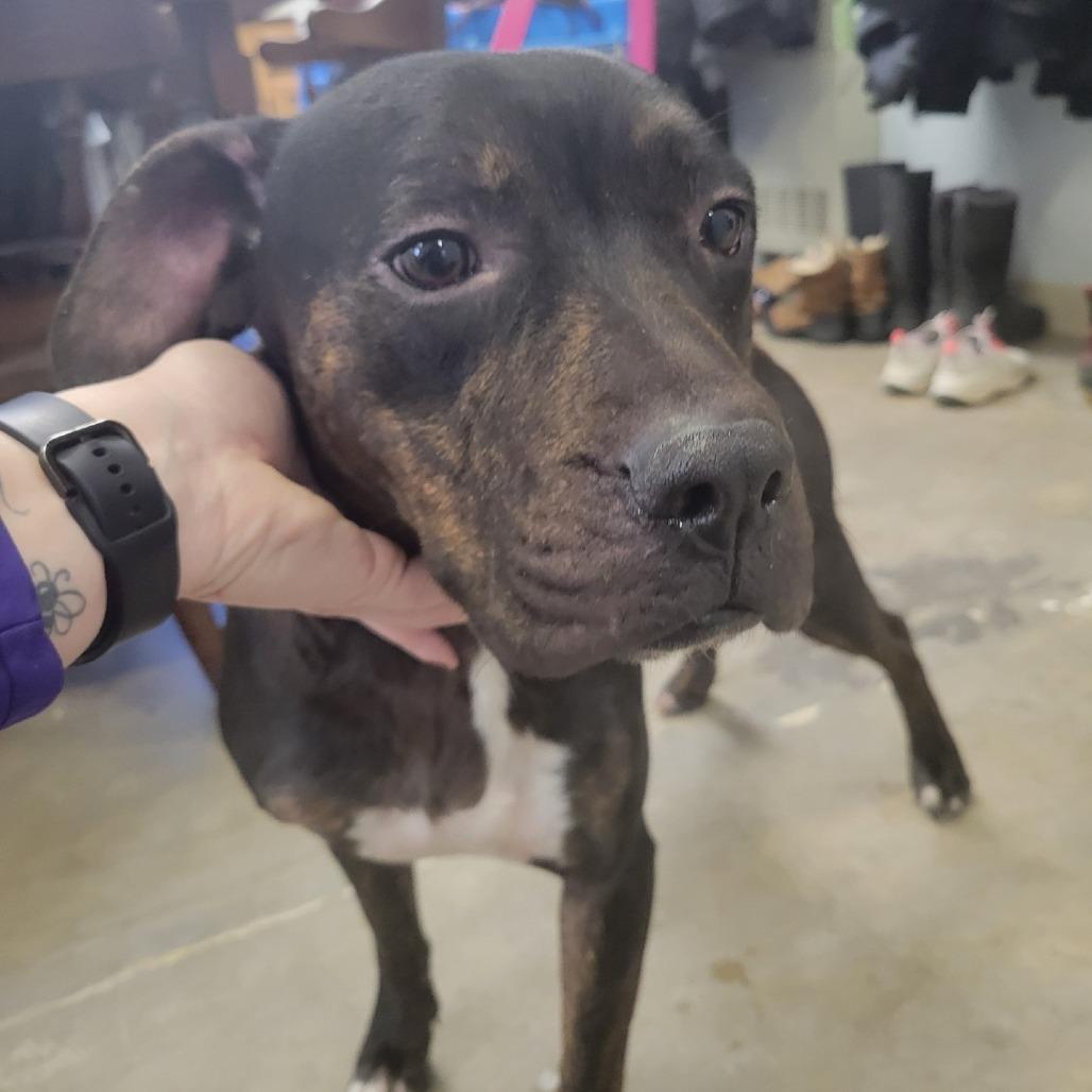 Enlarge Daisy, a Adoptable mixed breed in Pittsford, VT image 1/1