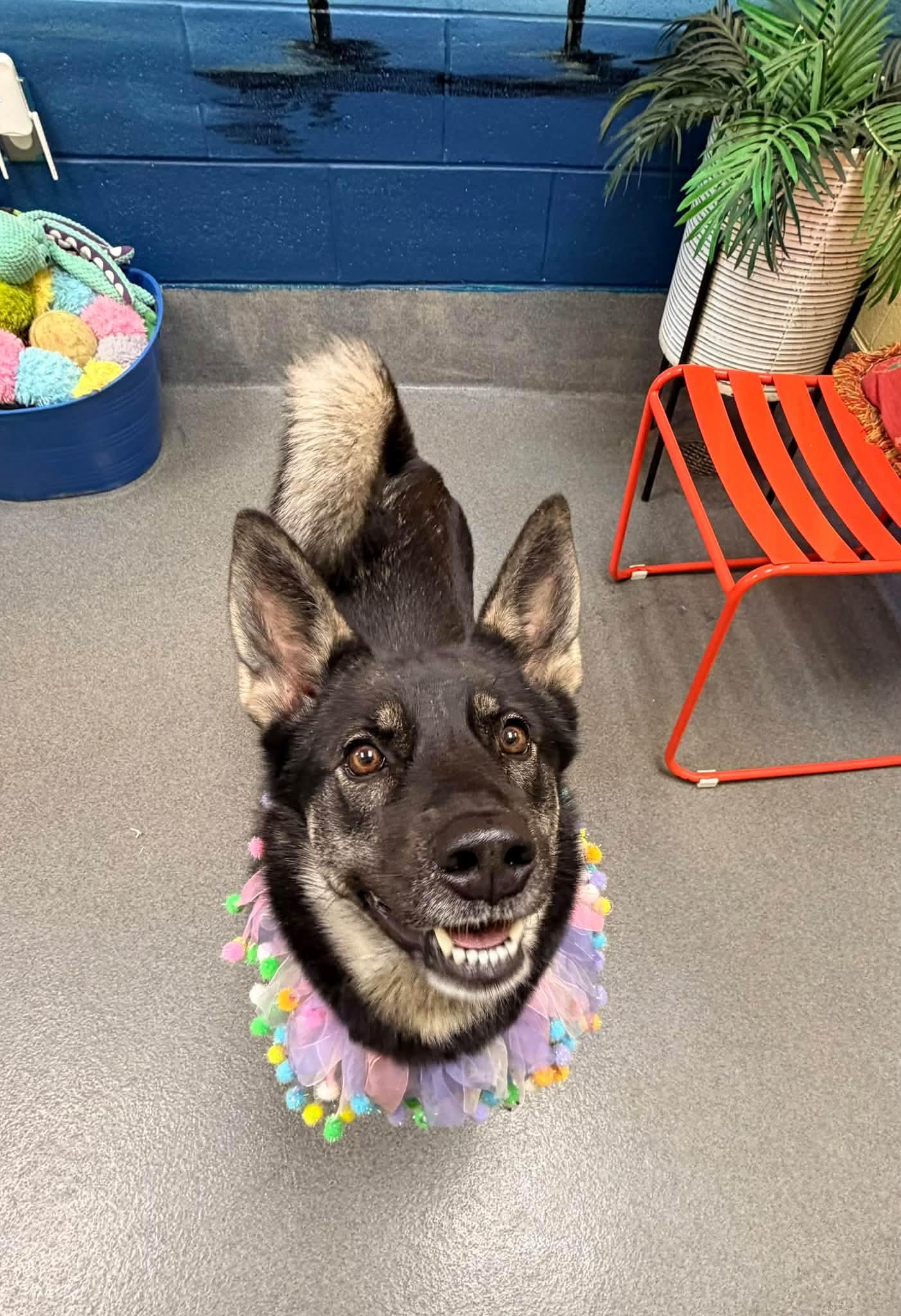 Enlarge Leigh - PENDING, a Adoptable mixed breed in Amherst, VA image 6/6