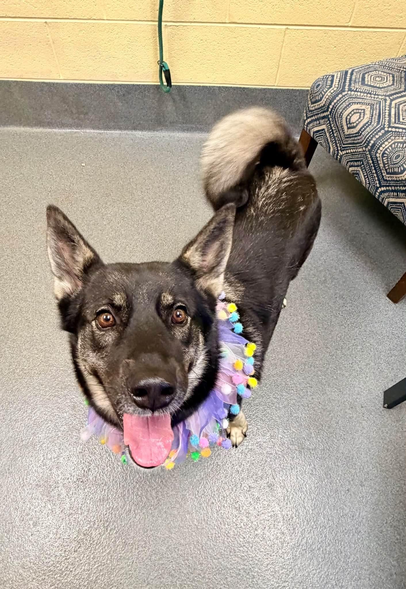 Enlarge Leigh - PENDING, a Adoptable mixed breed in Amherst, VA image 4/6