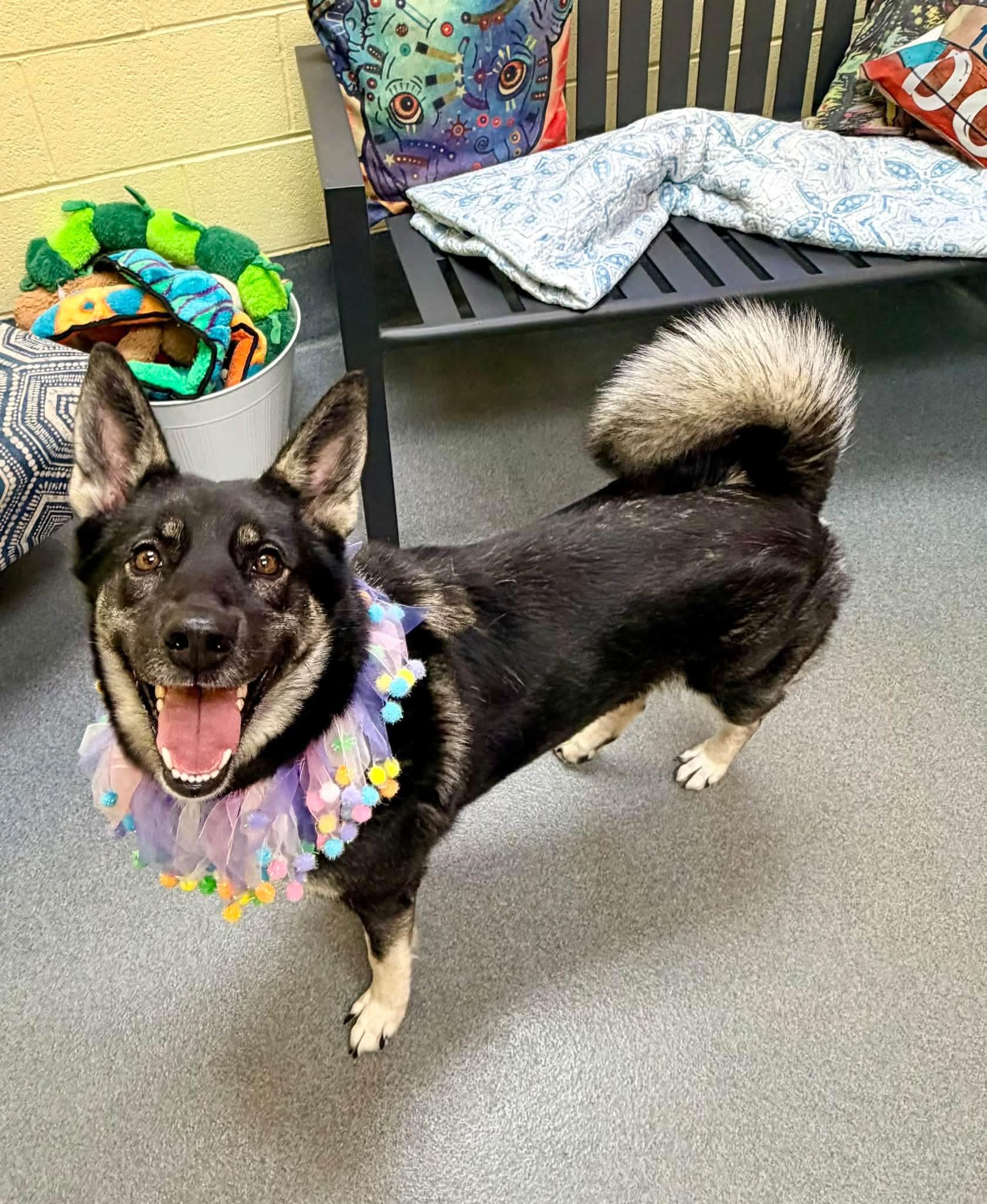 Enlarge Leigh - PENDING, a Adoptable mixed breed in Amherst, VA image 3/6