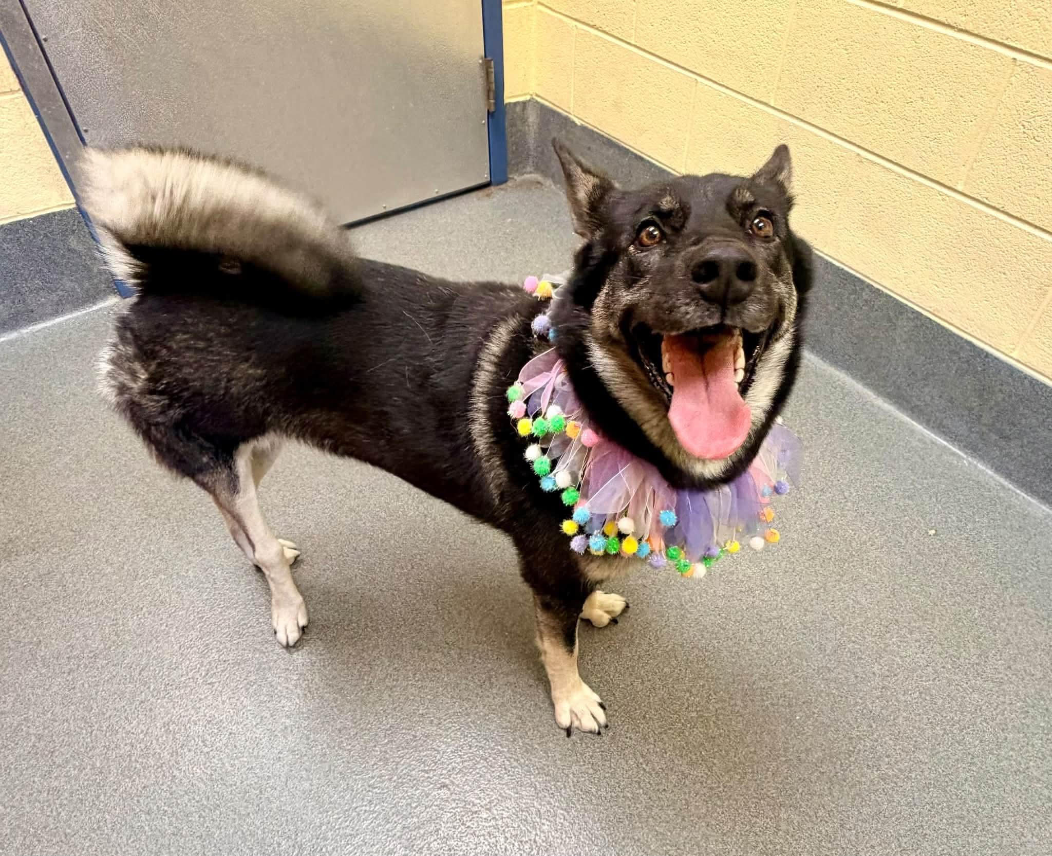 Leigh - PENDING, Adoptable, Adult Female Norwegian Elkhound & Shepherd.