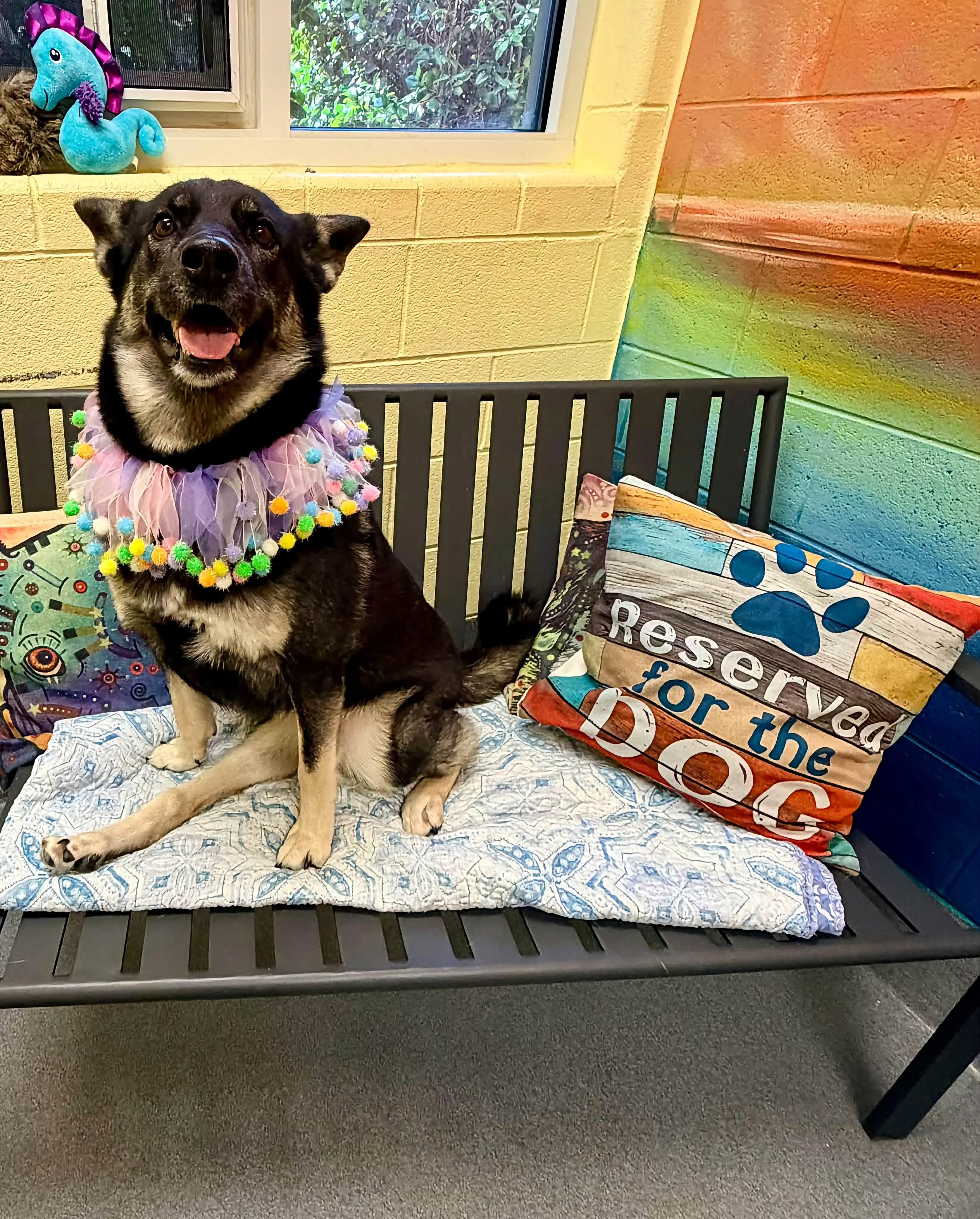Enlarge Leigh - PENDING, a Adoptable mixed breed in Amherst, VA image 2/6