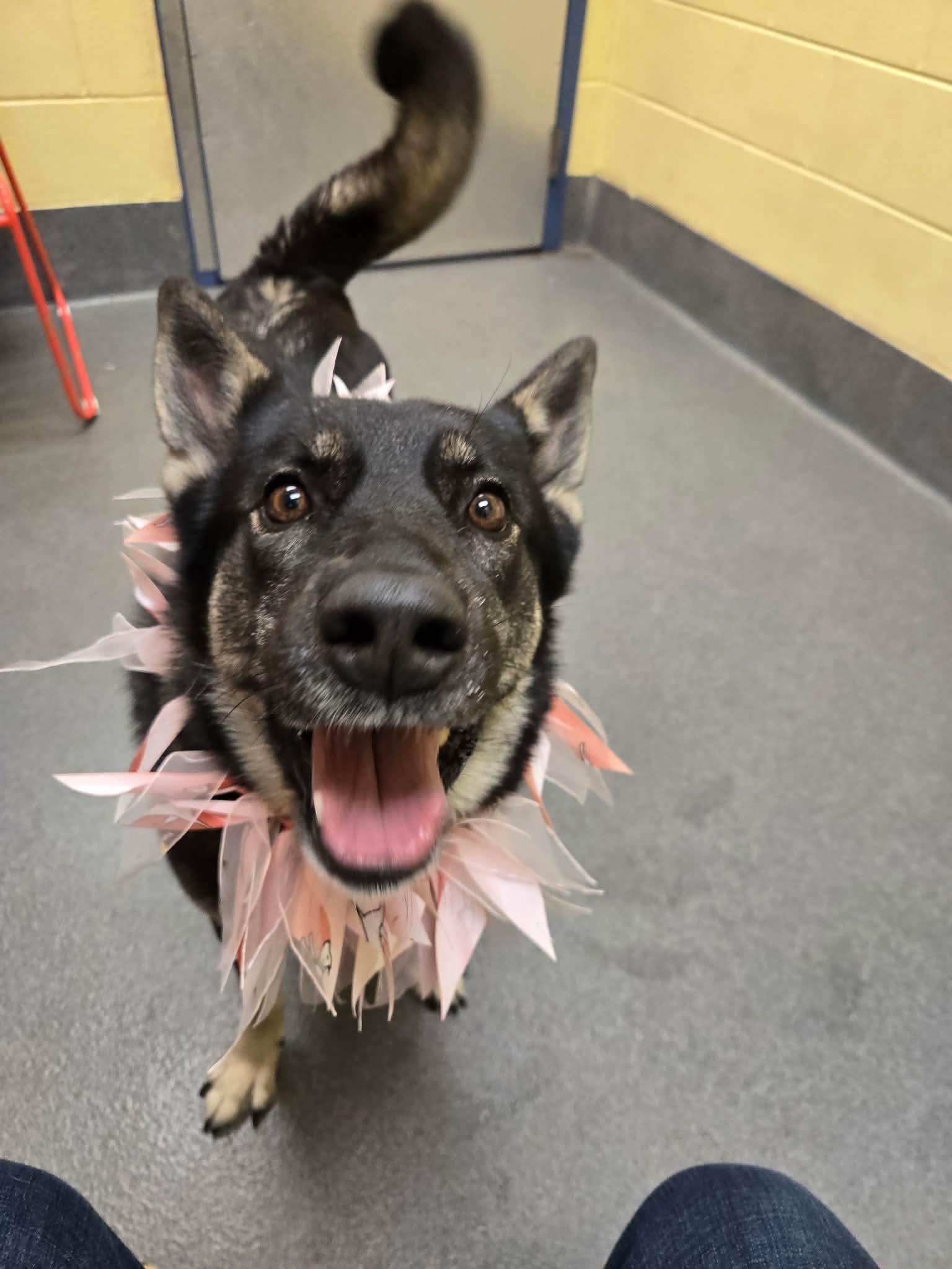 Enlarge Leigh - PENDING, a Adoptable mixed breed in Amherst, VA image 5/6