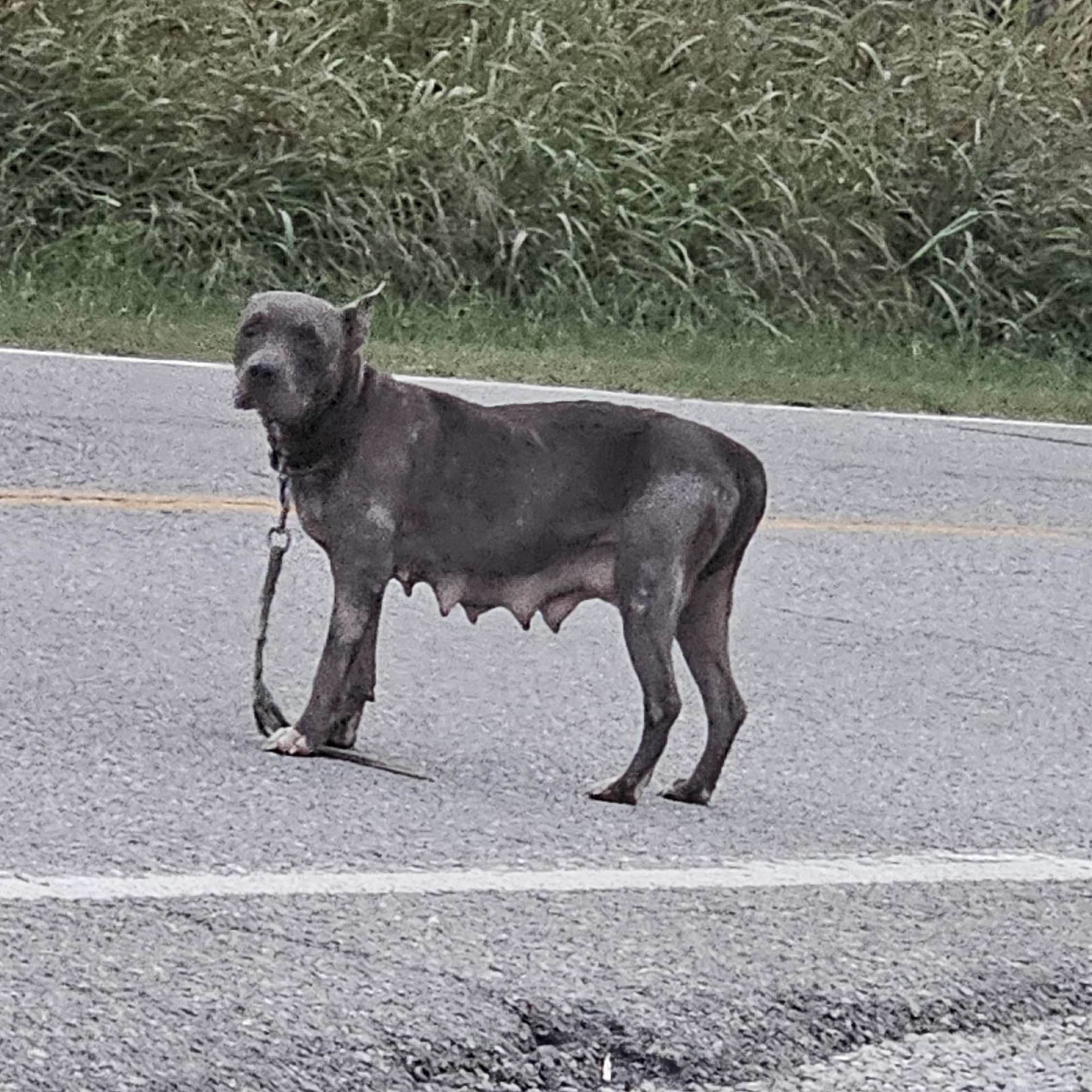 Enlarge ANDREEA, an adopted Pit Bull Terrier in TULSA, OK image 6/6