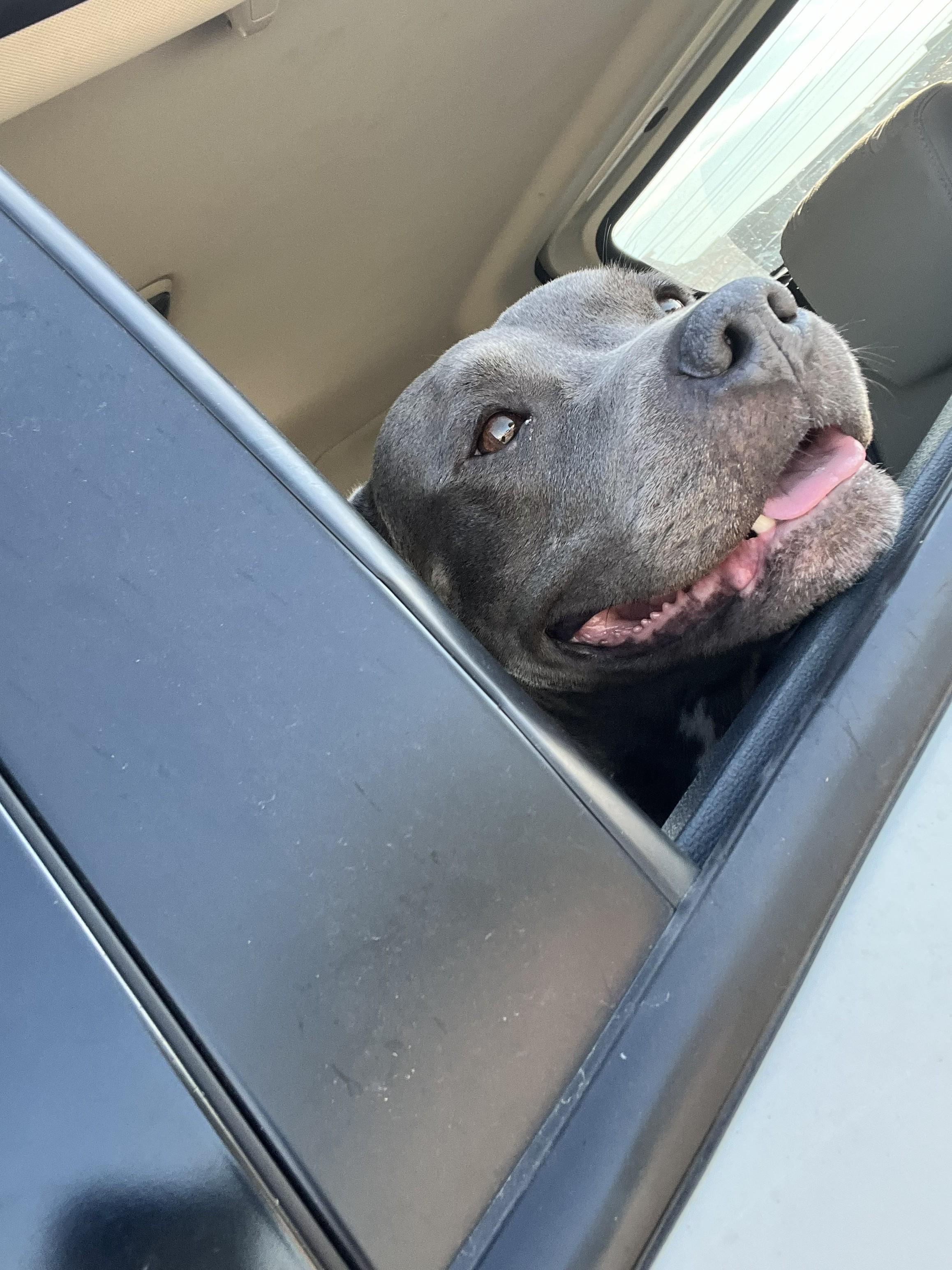 Enlarge ANDREEA, an adopted Pit Bull Terrier in TULSA, OK image 3/6