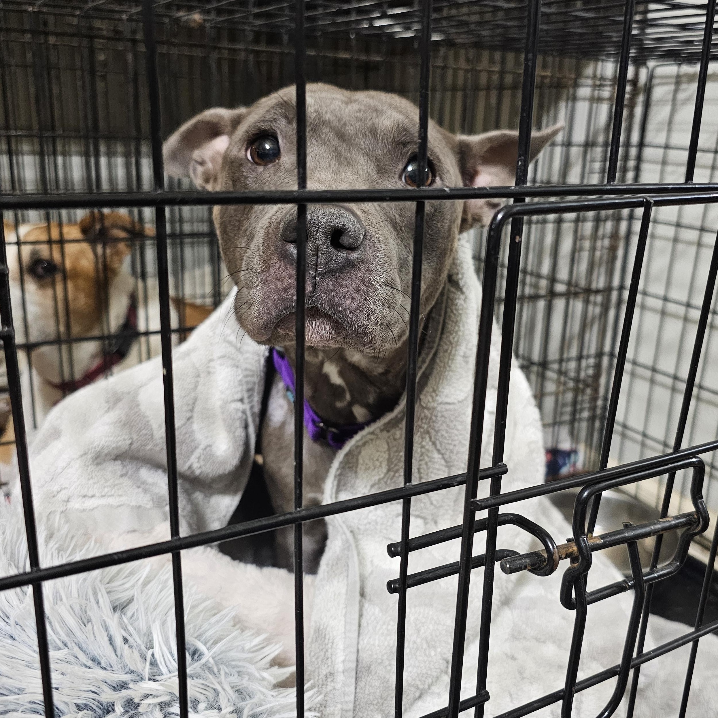 Enlarge ANDREEA, an adopted Pit Bull Terrier in TULSA, OK image 5/6