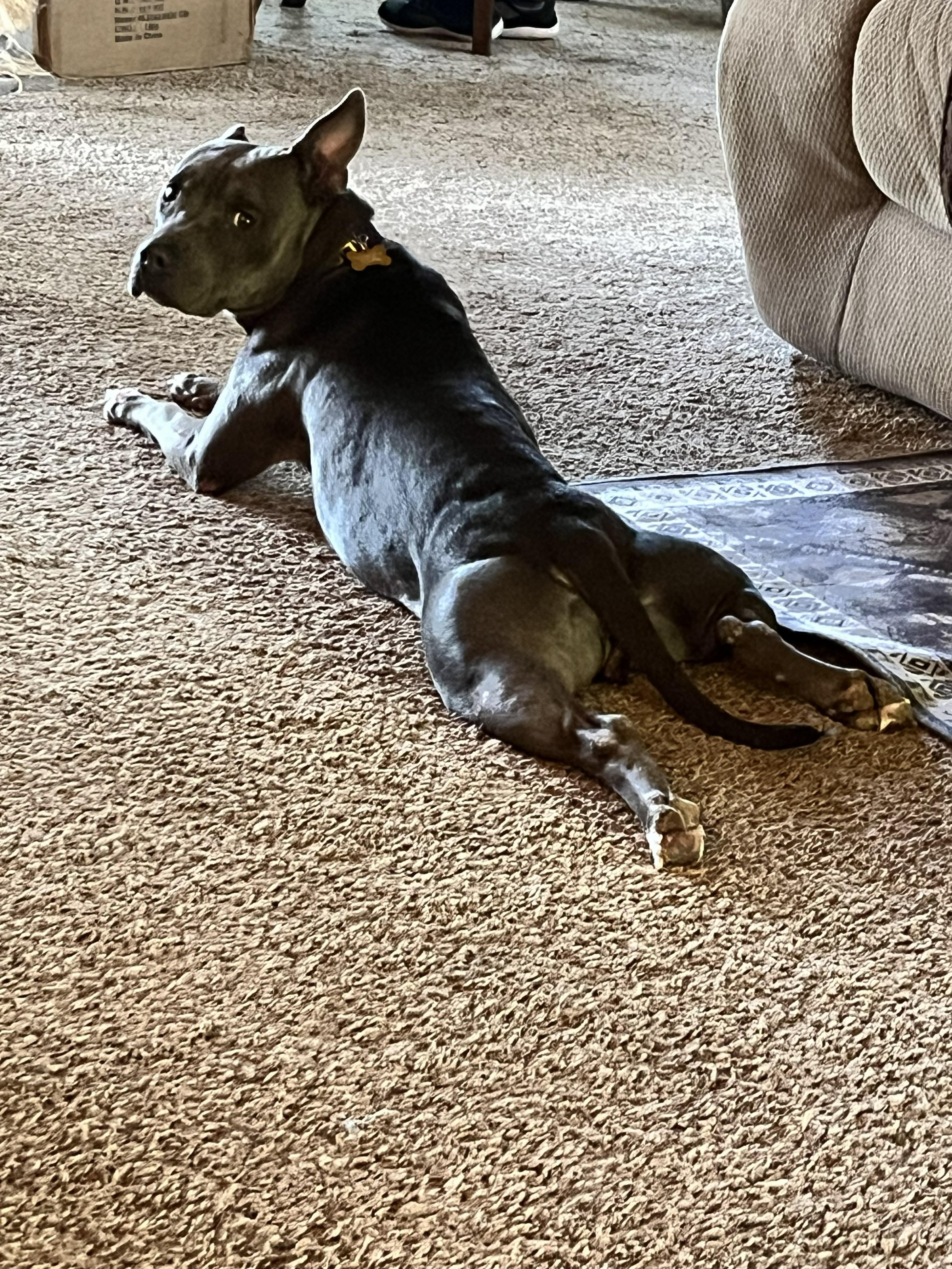 Enlarge ANDREEA, an adopted Pit Bull Terrier in TULSA, OK image 2/6