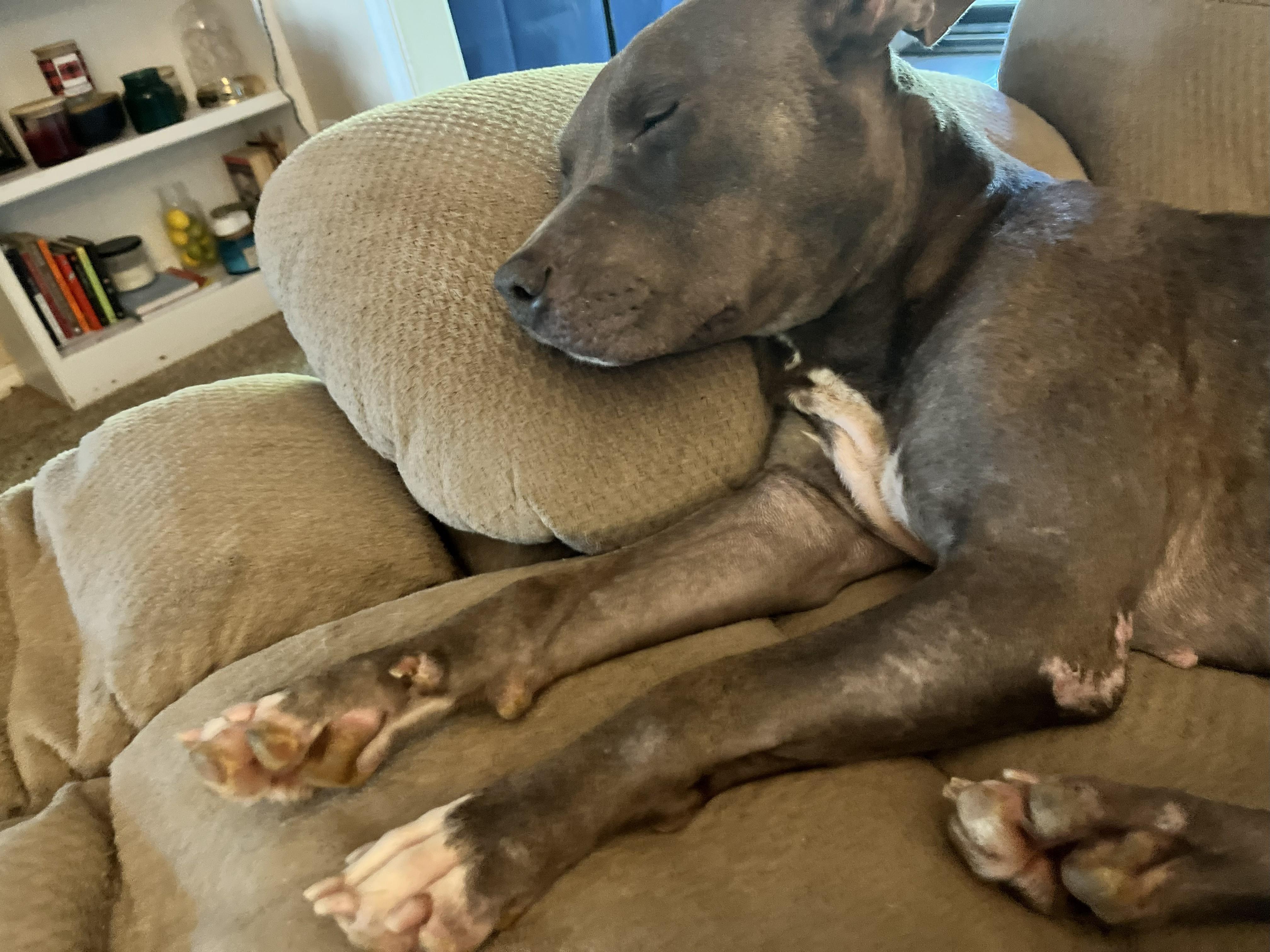 Enlarge ANDREEA, an adopted Pit Bull Terrier in TULSA, OK image 4/6