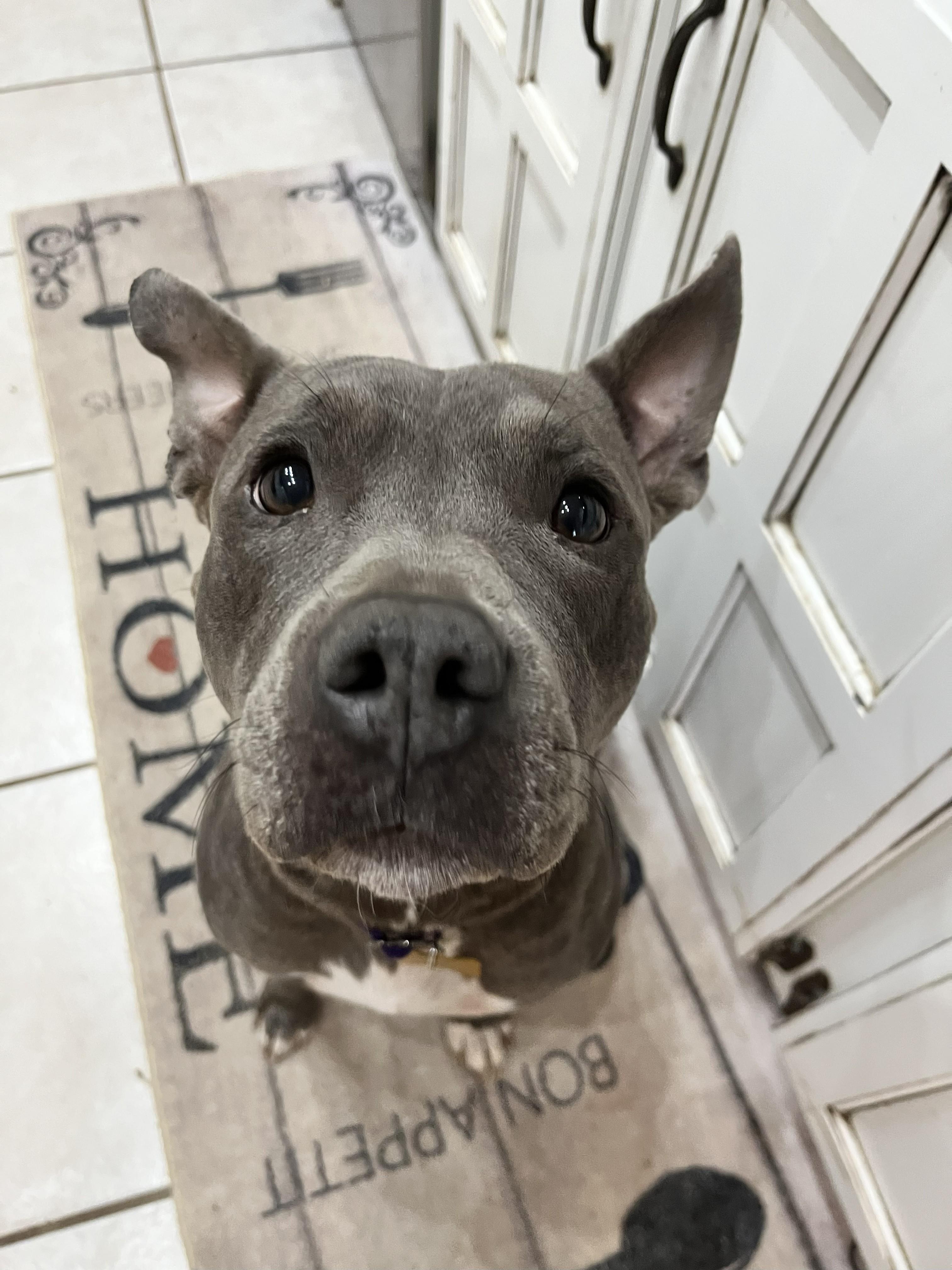 ANDREEA, adopted, Young Female Pit Bull Terrier.