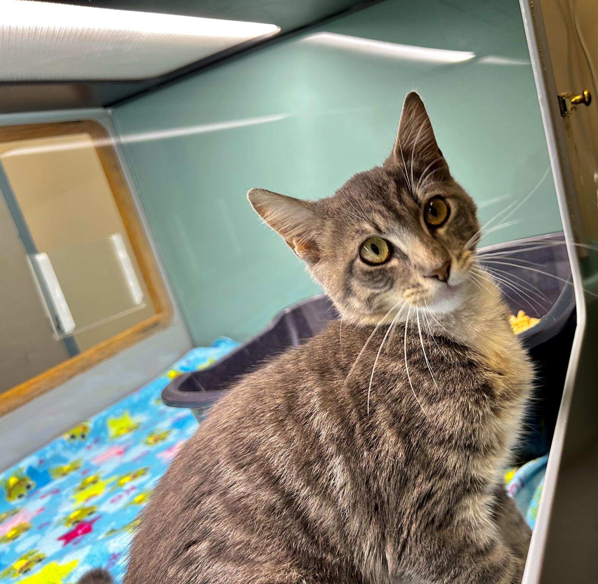 Wesley, ADOPTABLE, Kitten Male Domestic Short Hair.