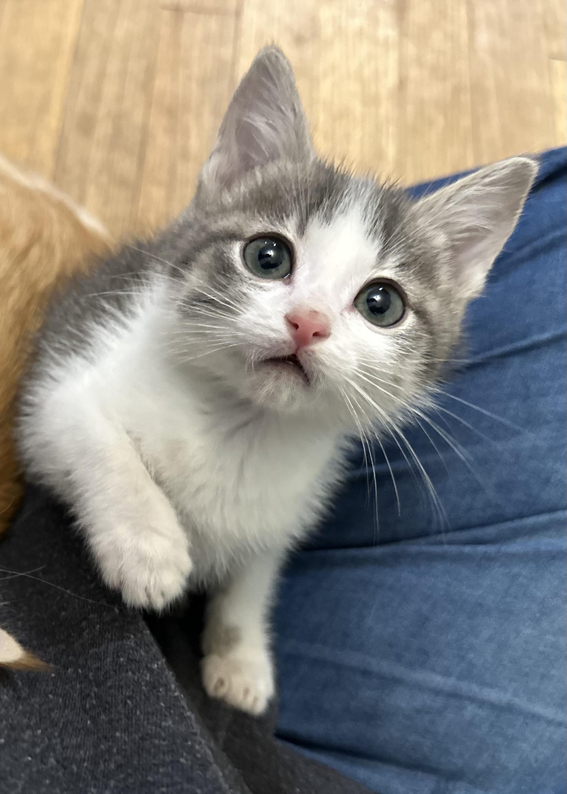 Nico, adopted, Kitten Male Domestic Short Hair.