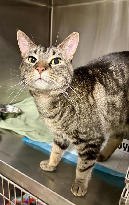 Winona, Adoptable, Adult Female Domestic Short Hair.