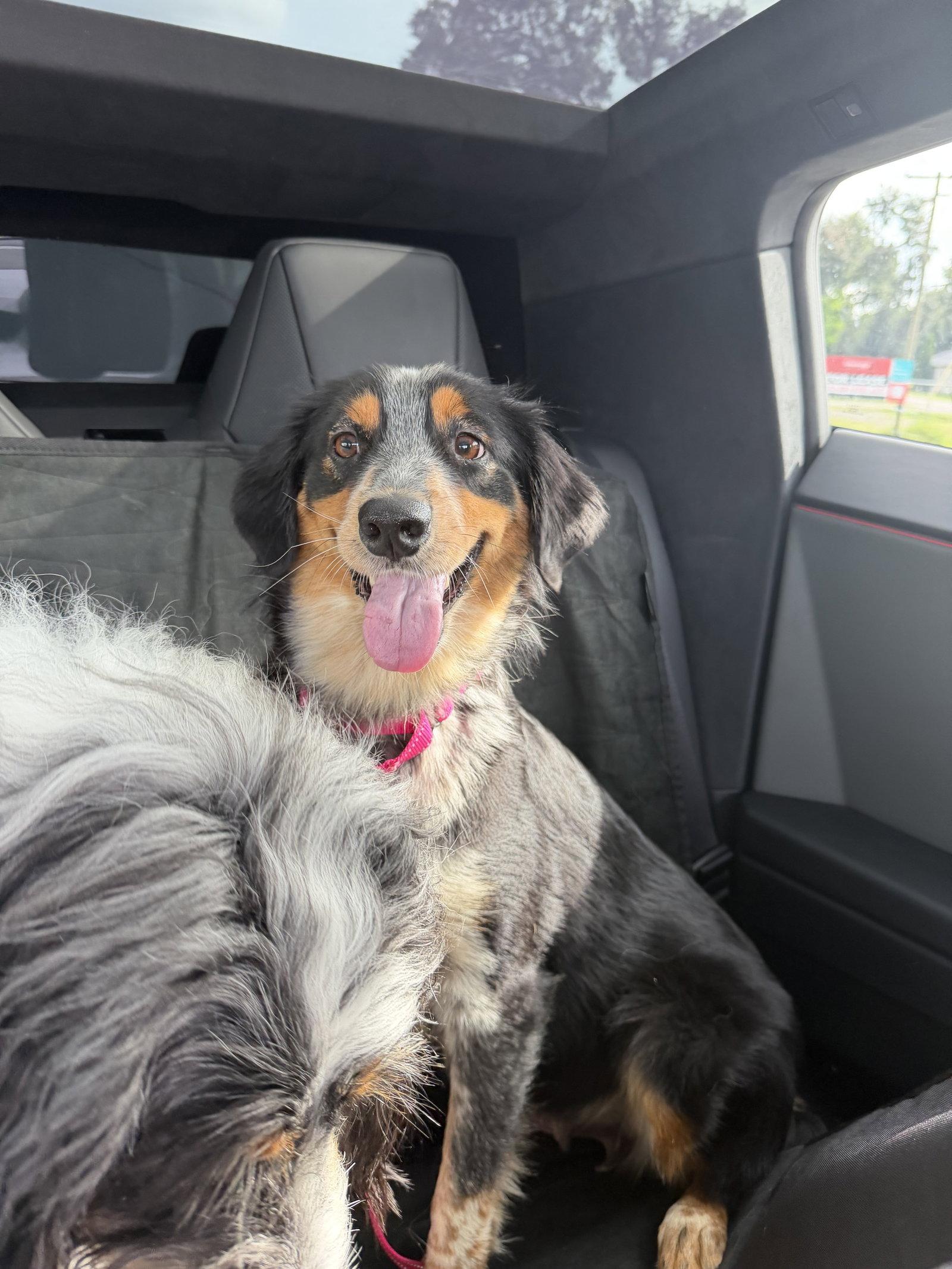 Sydney, Adoptable, Adult Female Australian Shepherd.