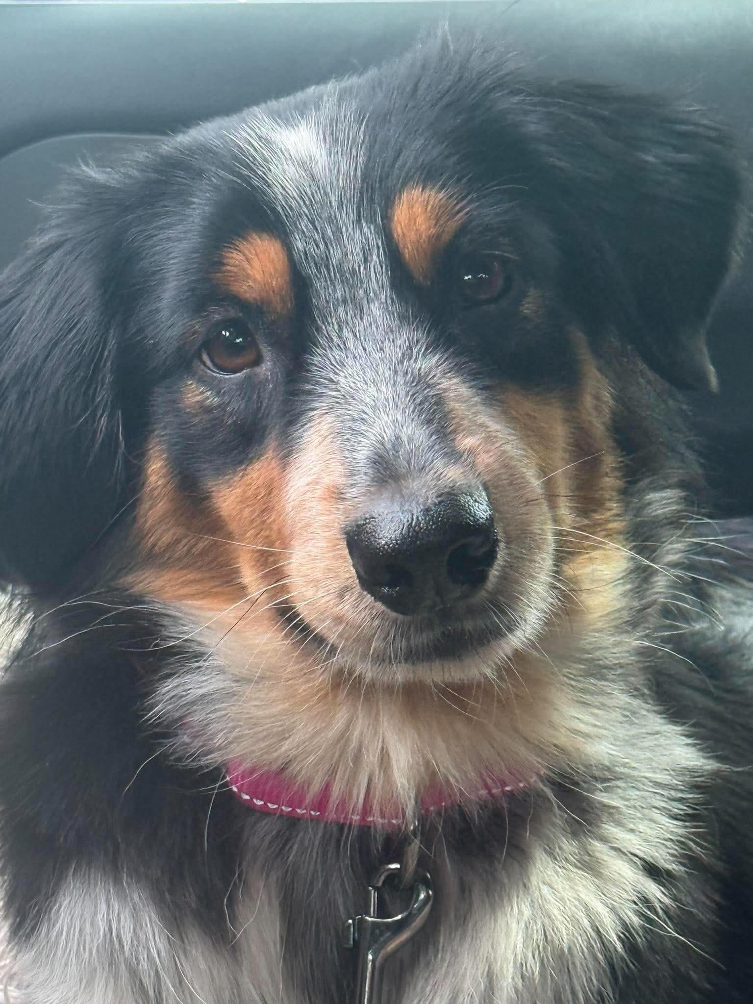 Enlarge Sydney, a Adoptable Australian Shepherd in Valrico, FL image 2/3