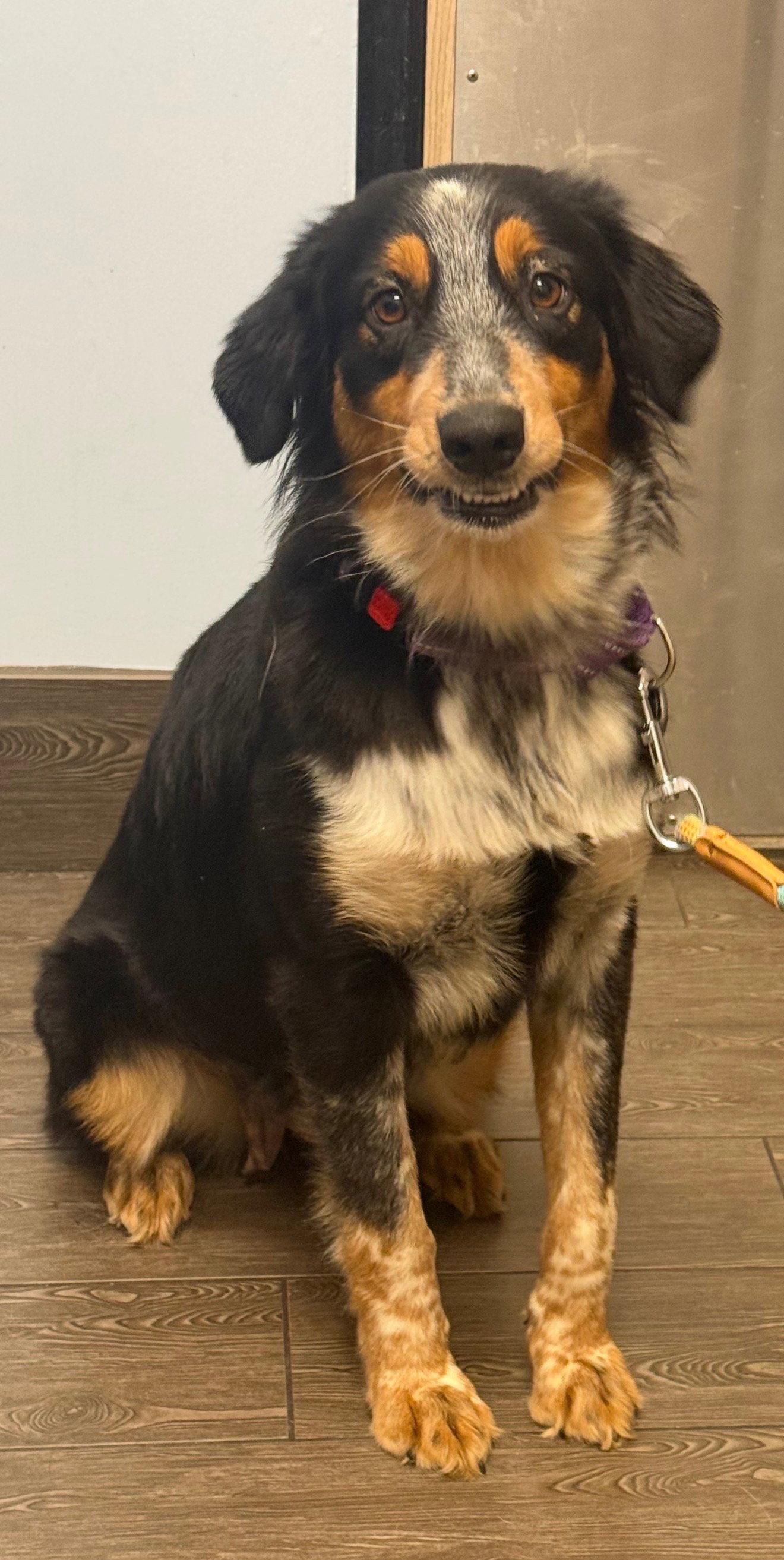 Enlarge Sydney, a Adoptable Australian Shepherd in Valrico, FL image 3/3
