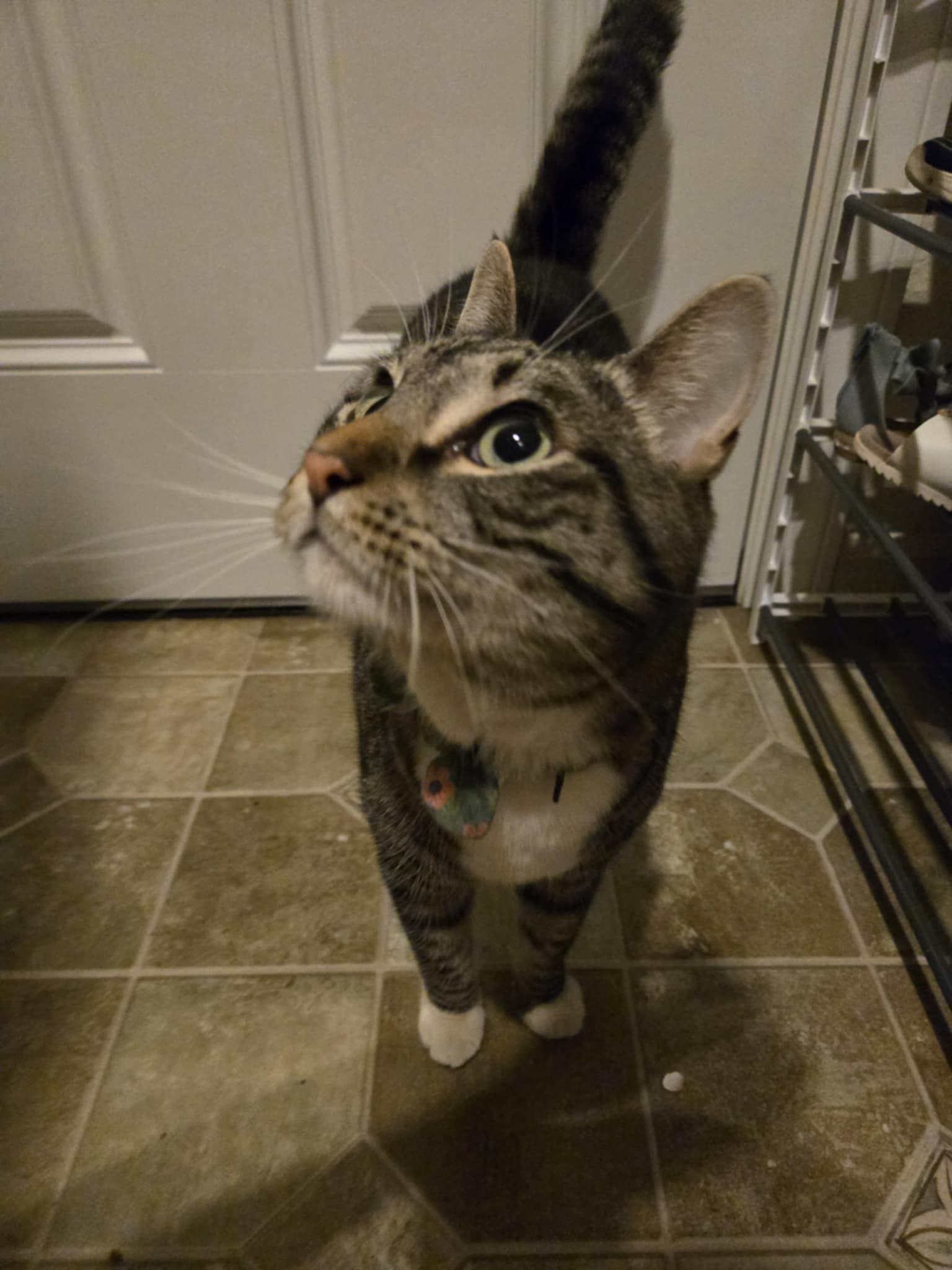 Azmuth, an adoptable Domestic Short Hair in Susanville, CA, 96130 | Photo Image 1