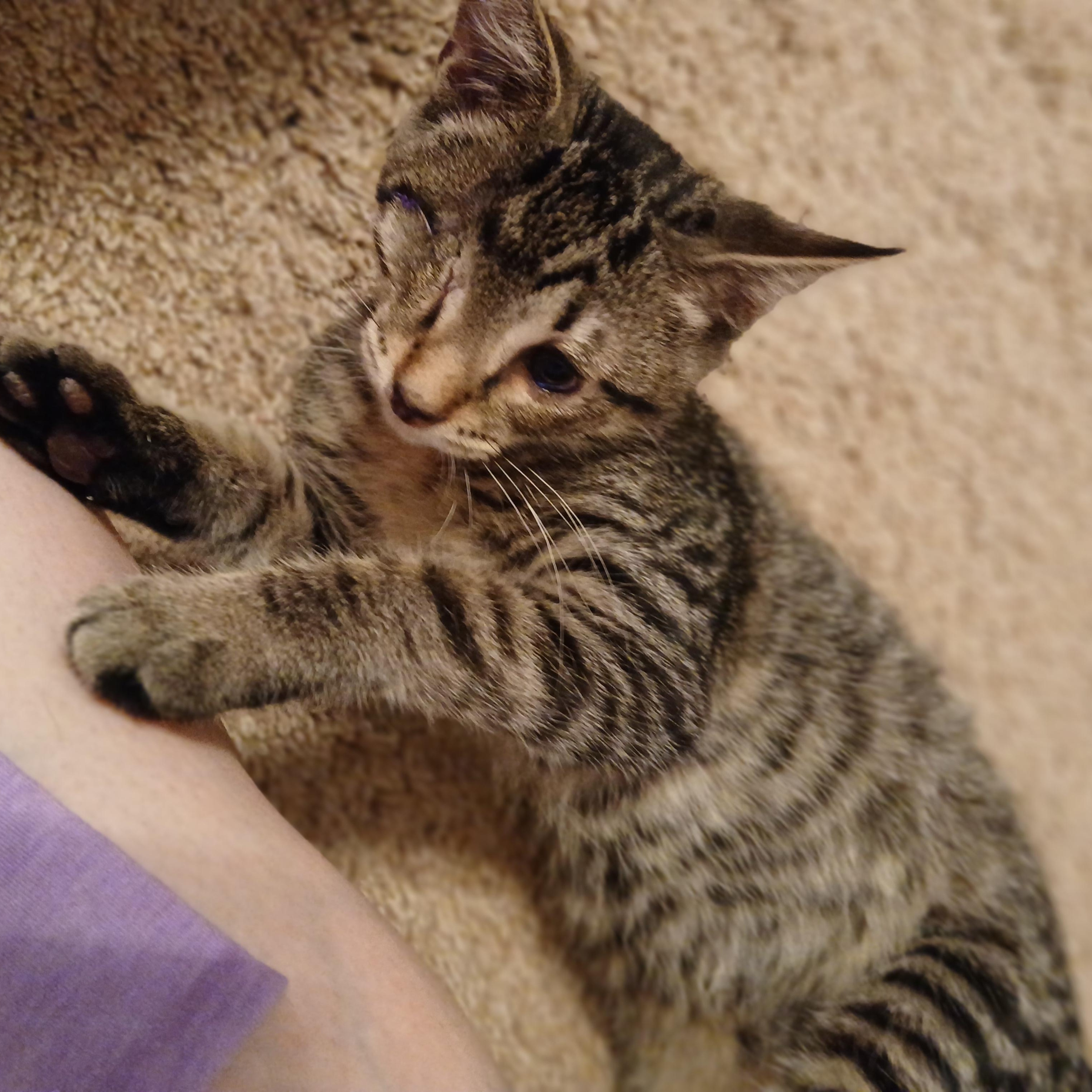 Oliver, Adoptable, Young Male Domestic Short Hair.