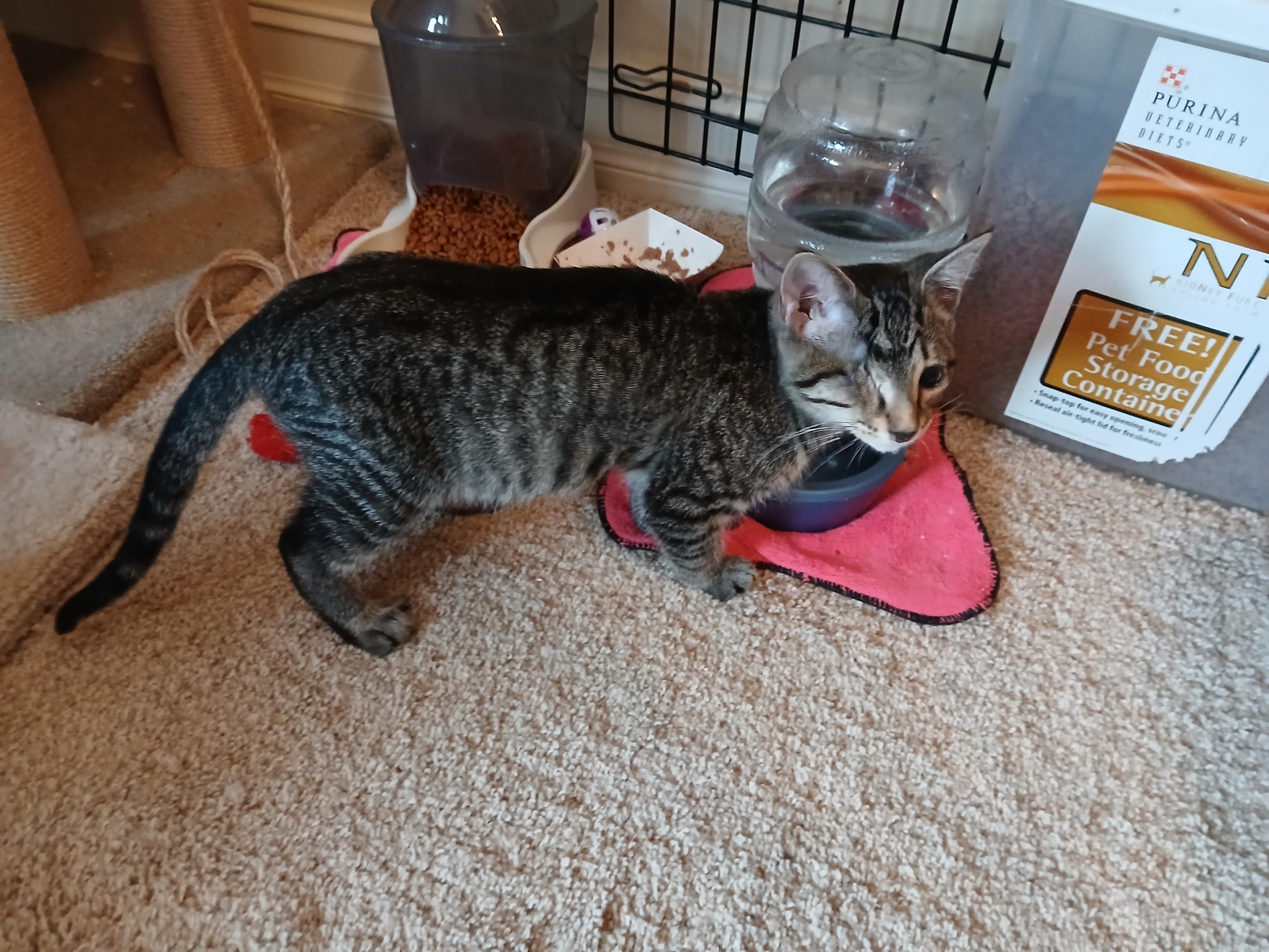 Oliver, a Adoptable Domestic Short Hair in Duluth, GA image 6/6