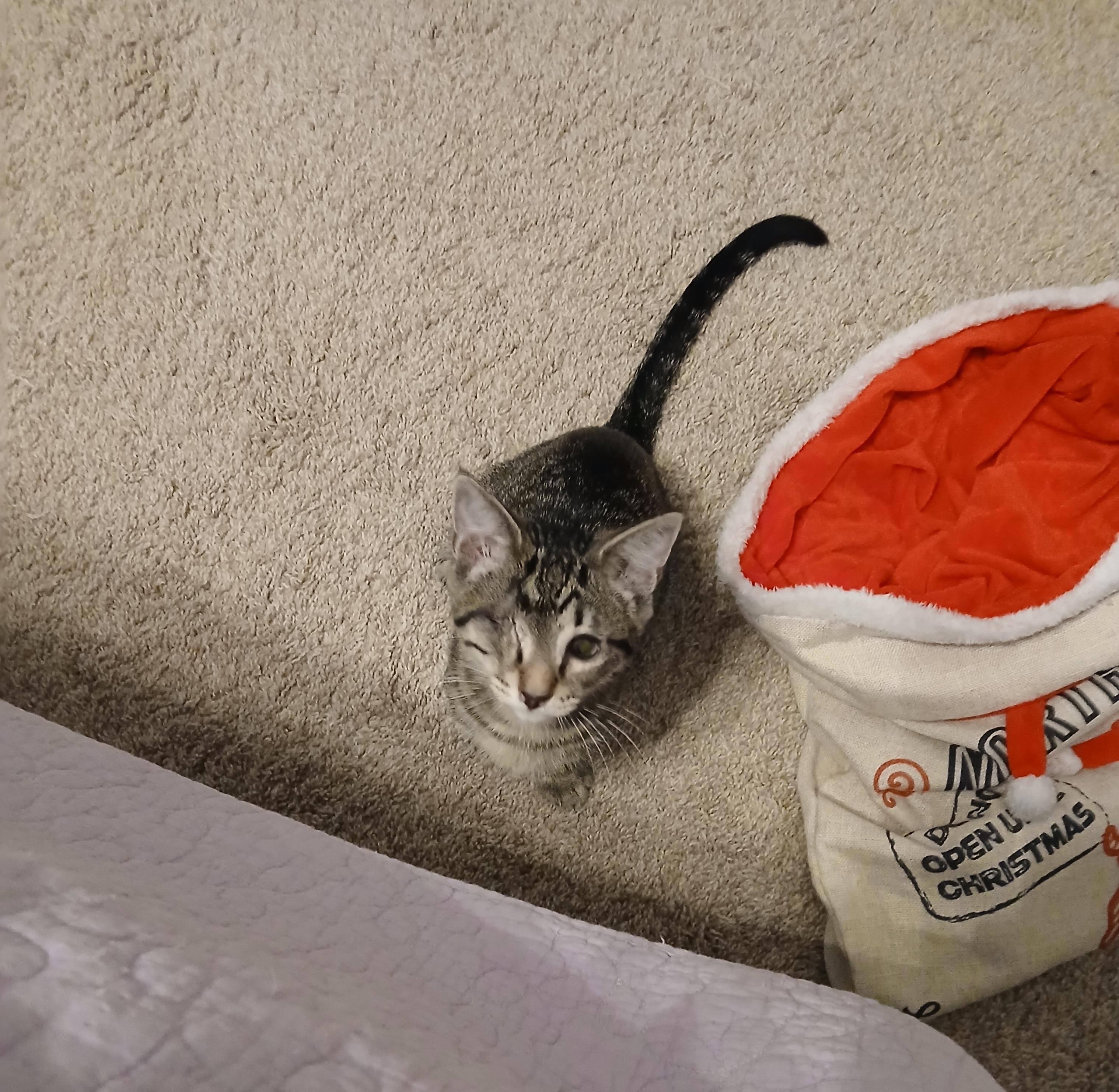 Oliver, a Adoptable Domestic Short Hair in Duluth, GA image 3/6