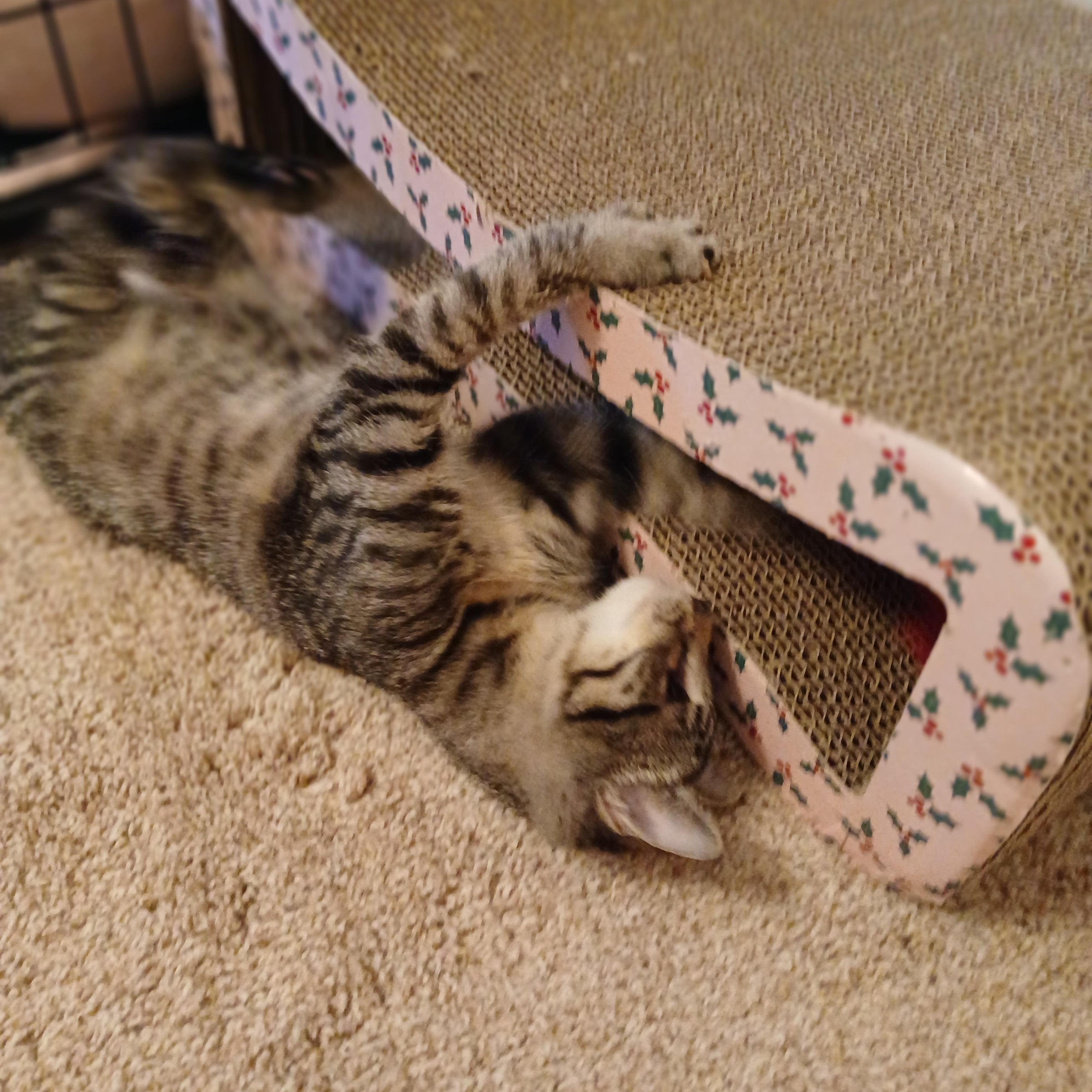 Oliver, a Adoptable Domestic Short Hair in Duluth, GA image 2/6