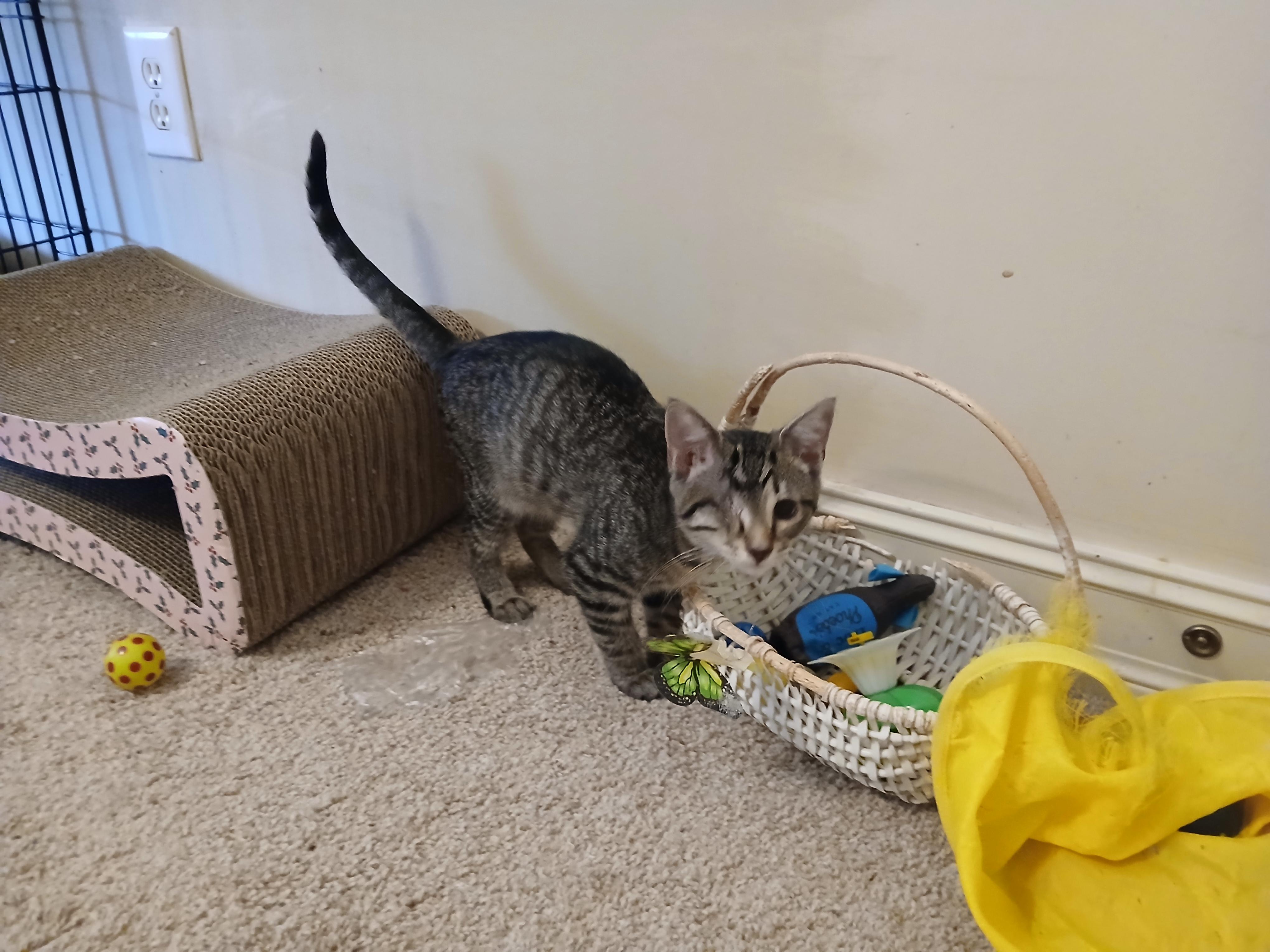 Oliver, a Adoptable Domestic Short Hair in Duluth, GA image 4/6