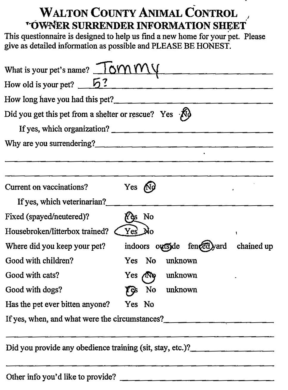 Enlarge Tommy, a Adoptable mixed breed in Monroe, GA image 2/2