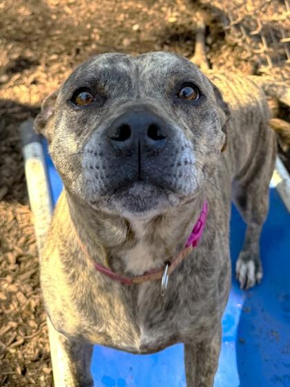 Lilly, Adoptable, Adult Female Mixed Breed & Mixed Breed.