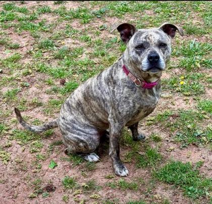 Lilly, a Adoptable mixed breed in Cumming, GA image 2/3