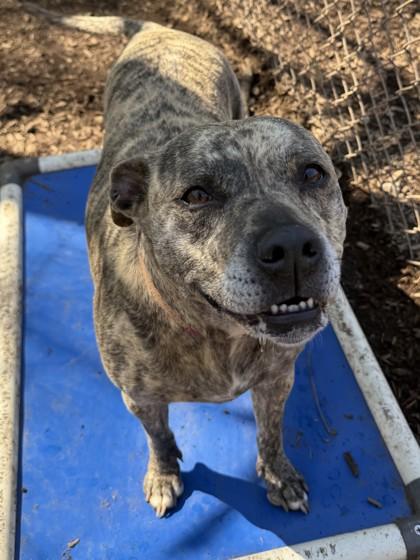 Lilly, Adoptable, Adult Female Mixed Breed & Mixed Breed.