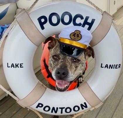 Enlarge Lilly, a Adoptable mixed breed in Cumming, GA image 2/2