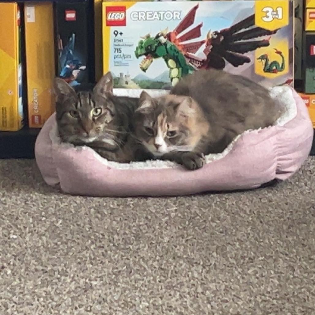 Tom (Bonded to Willow), Adoptable, Senior Male Domestic Short Hair.