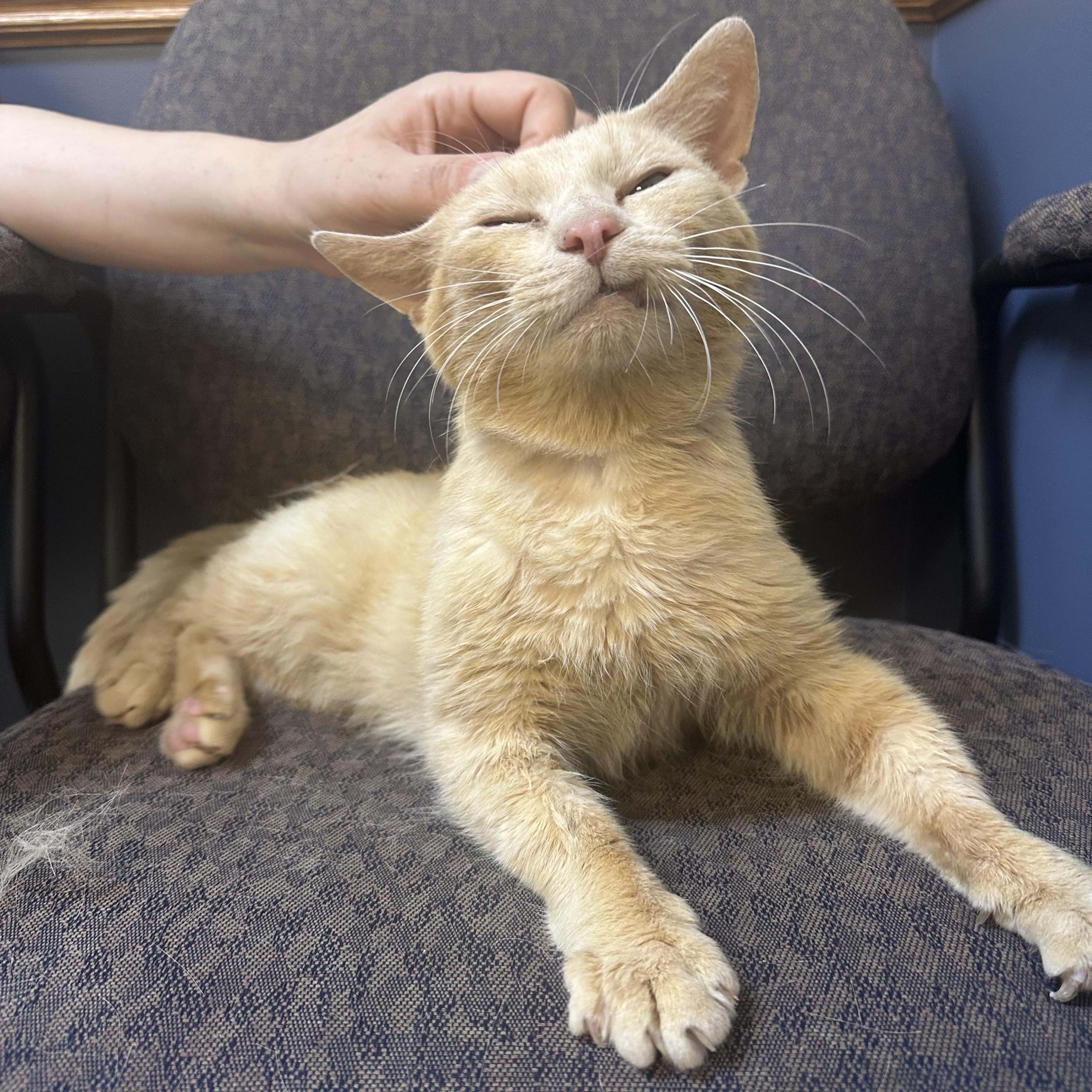 Enlarge Cornflake, an adopted Domestic Short Hair in Scranton, PA image 1/2