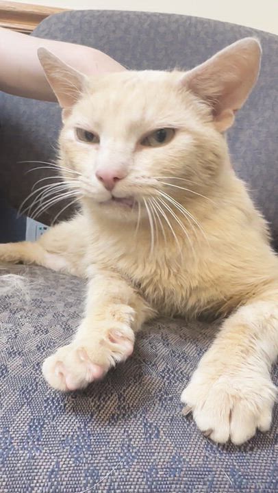 Enlarge Cornflake, an adopted Domestic Short Hair in Scranton, PA video 2/2