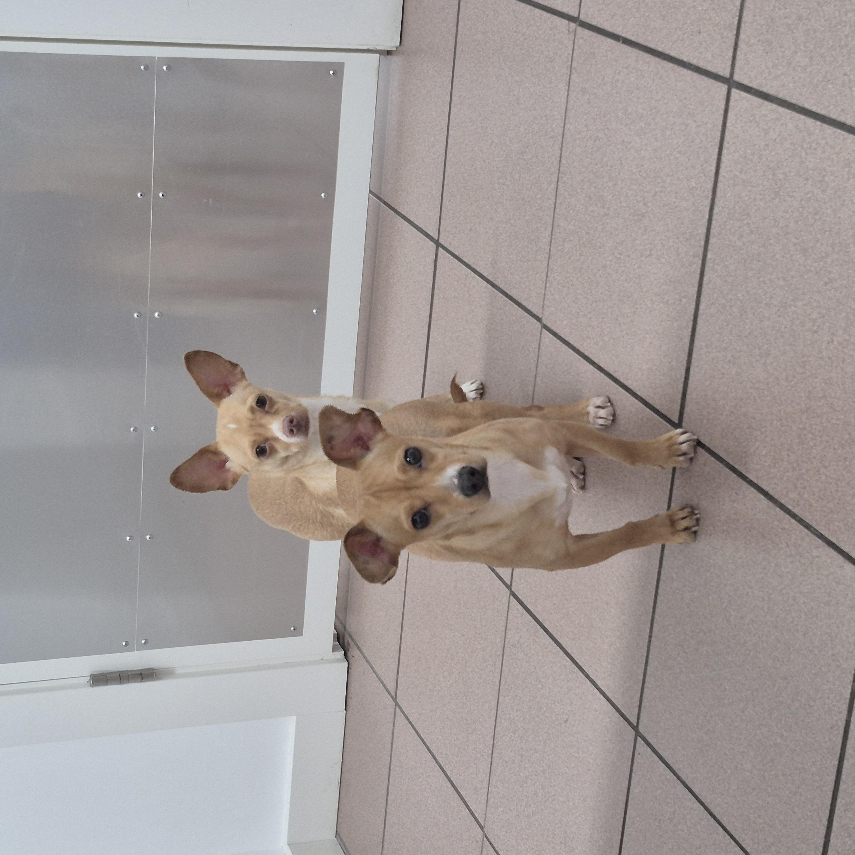 Enlarge Lola, a Adoptable mixed breed in Olympia, WA image 4/4