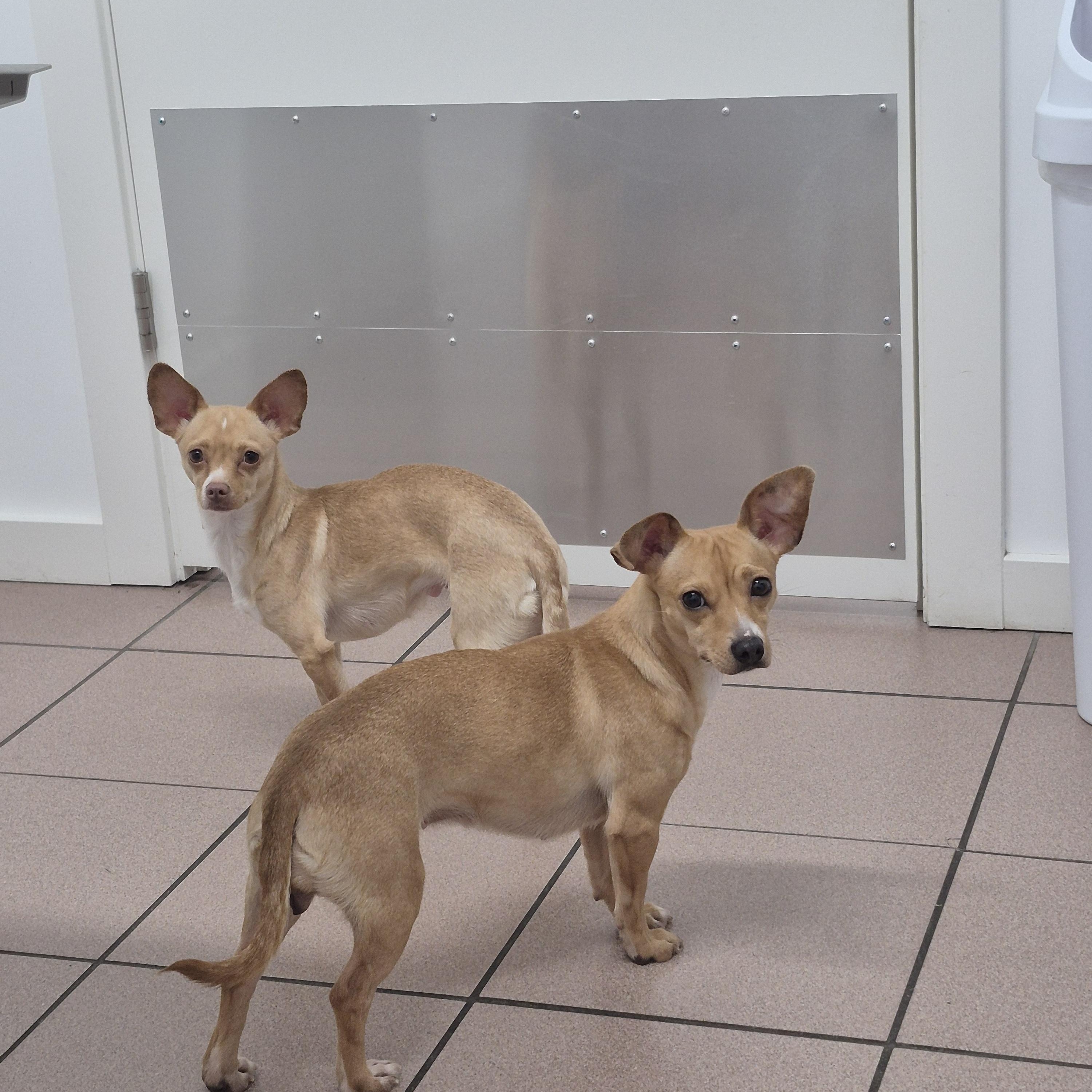 Lola, Adoptable, Young Female Chihuahua & Italian Greyhound.