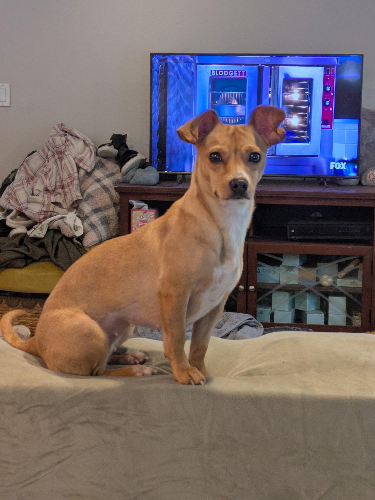 Lola, Adoptable, Young Female Chihuahua & Italian Greyhound.