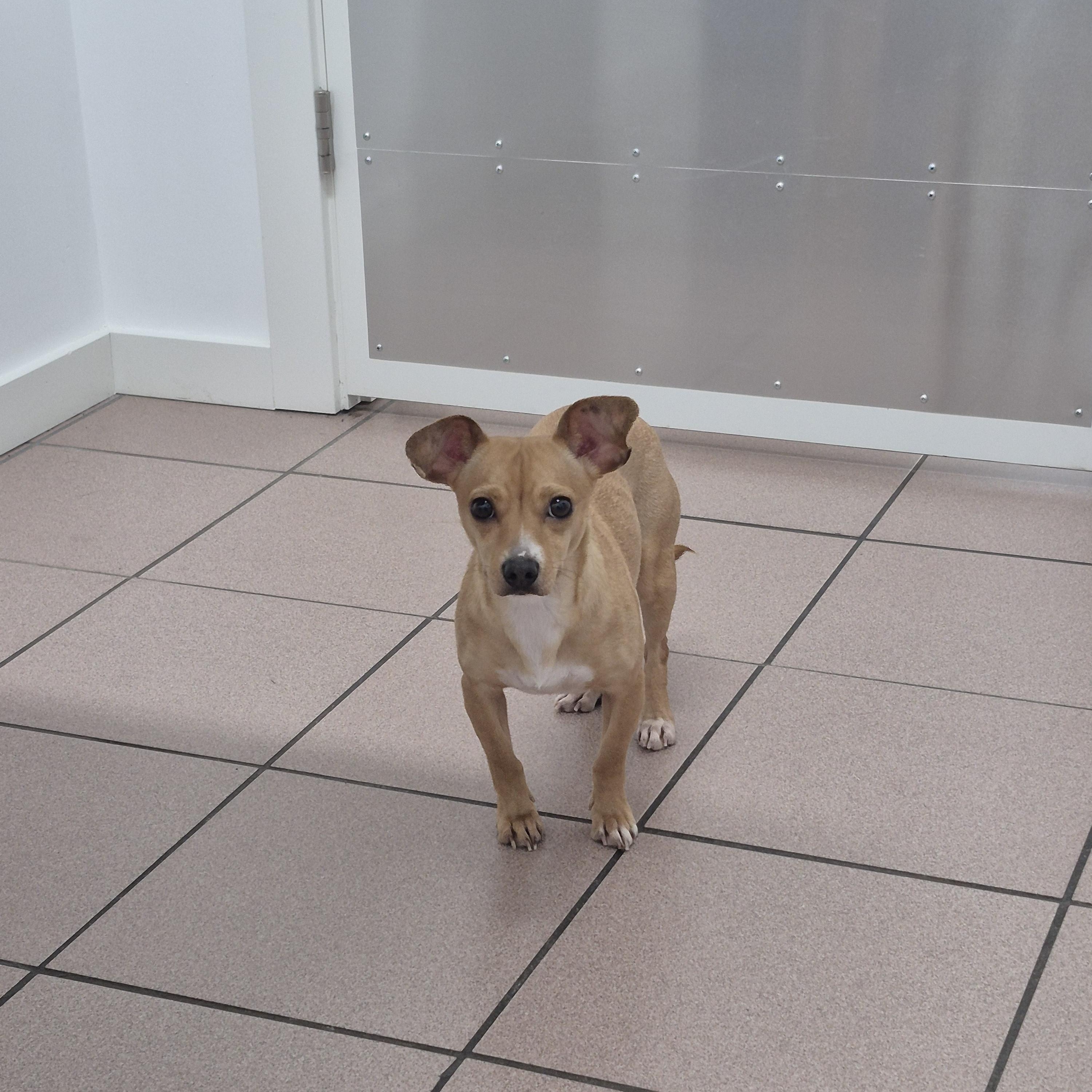 Lola, a Adoptable mixed breed in Olympia, WA image 2/3