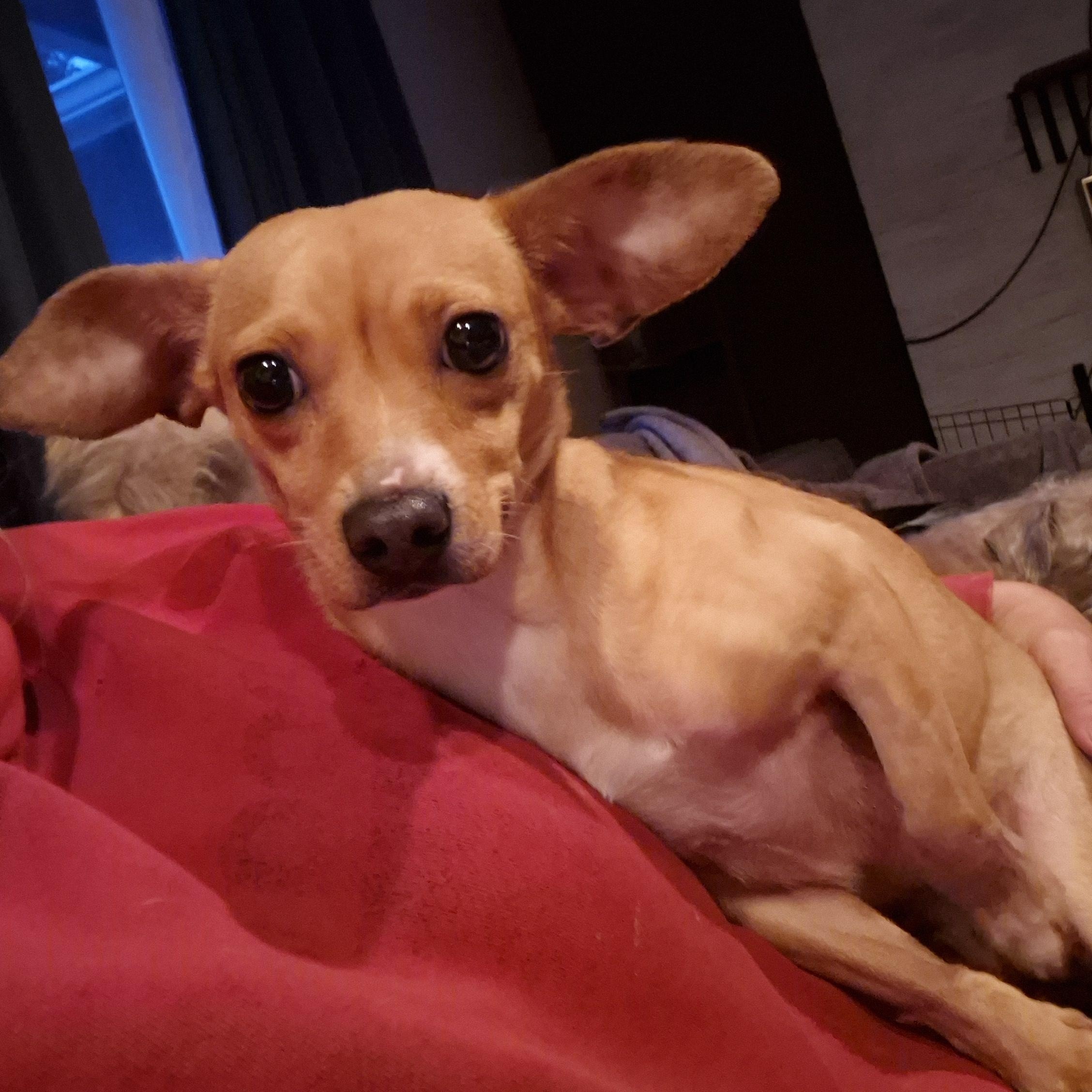 Lola, a Adoptable mixed breed in Olympia, WA image 3/3