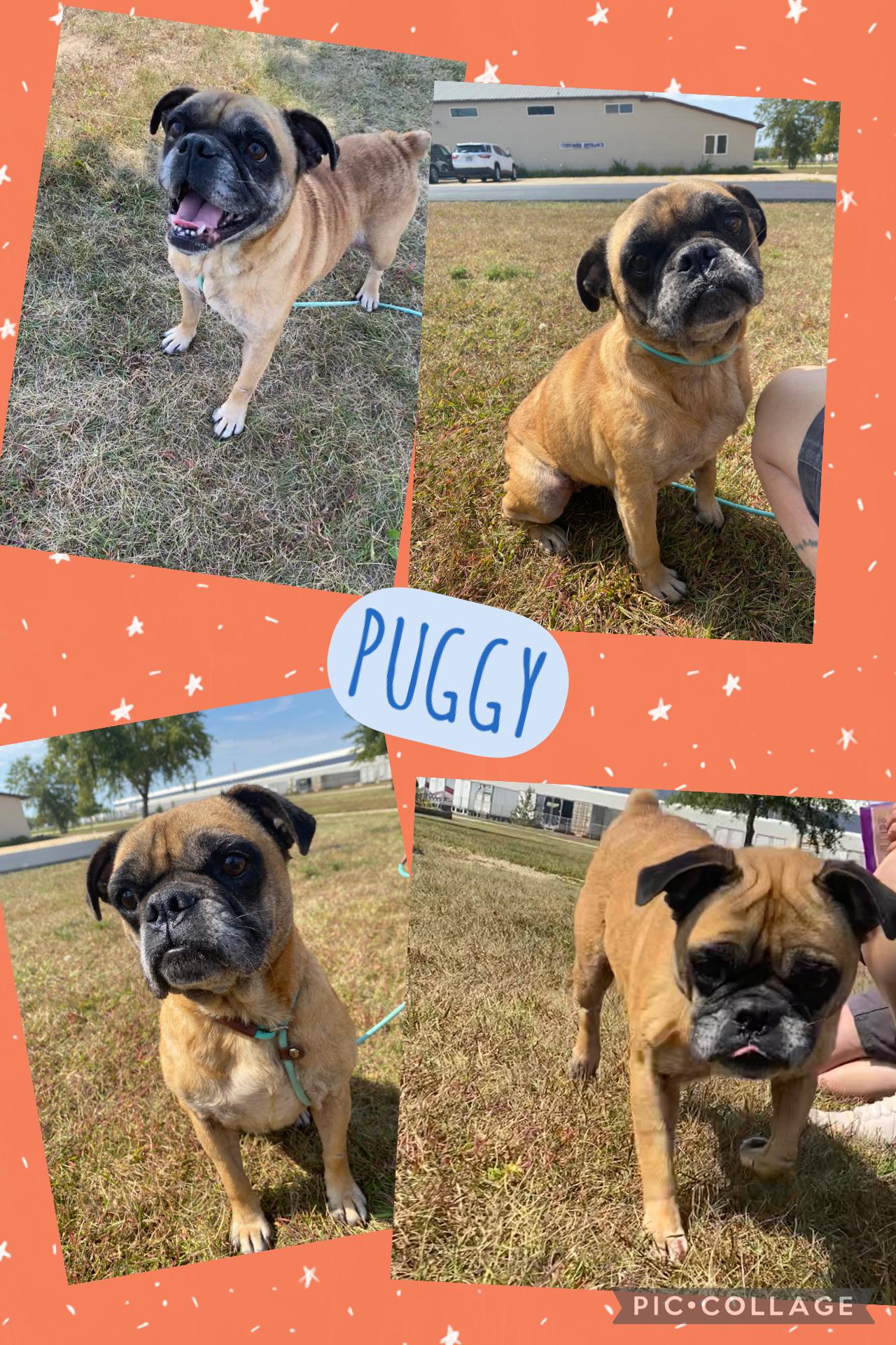 Enlarge PUGGY, a Adopted Pug in Dixon, IL image 1/1