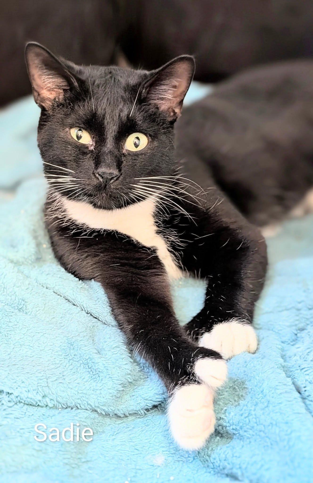 Enlarge Sadie, a ADOPTABLE Domestic Short Hair in Flint, MI image 1/1