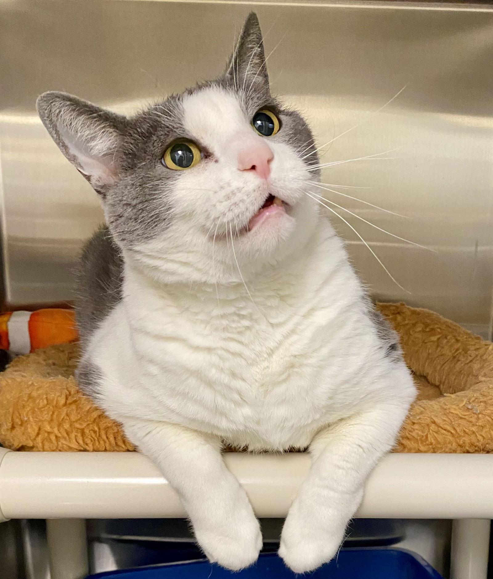 Forest, Adoptable, Adult Male Domestic Short Hair.