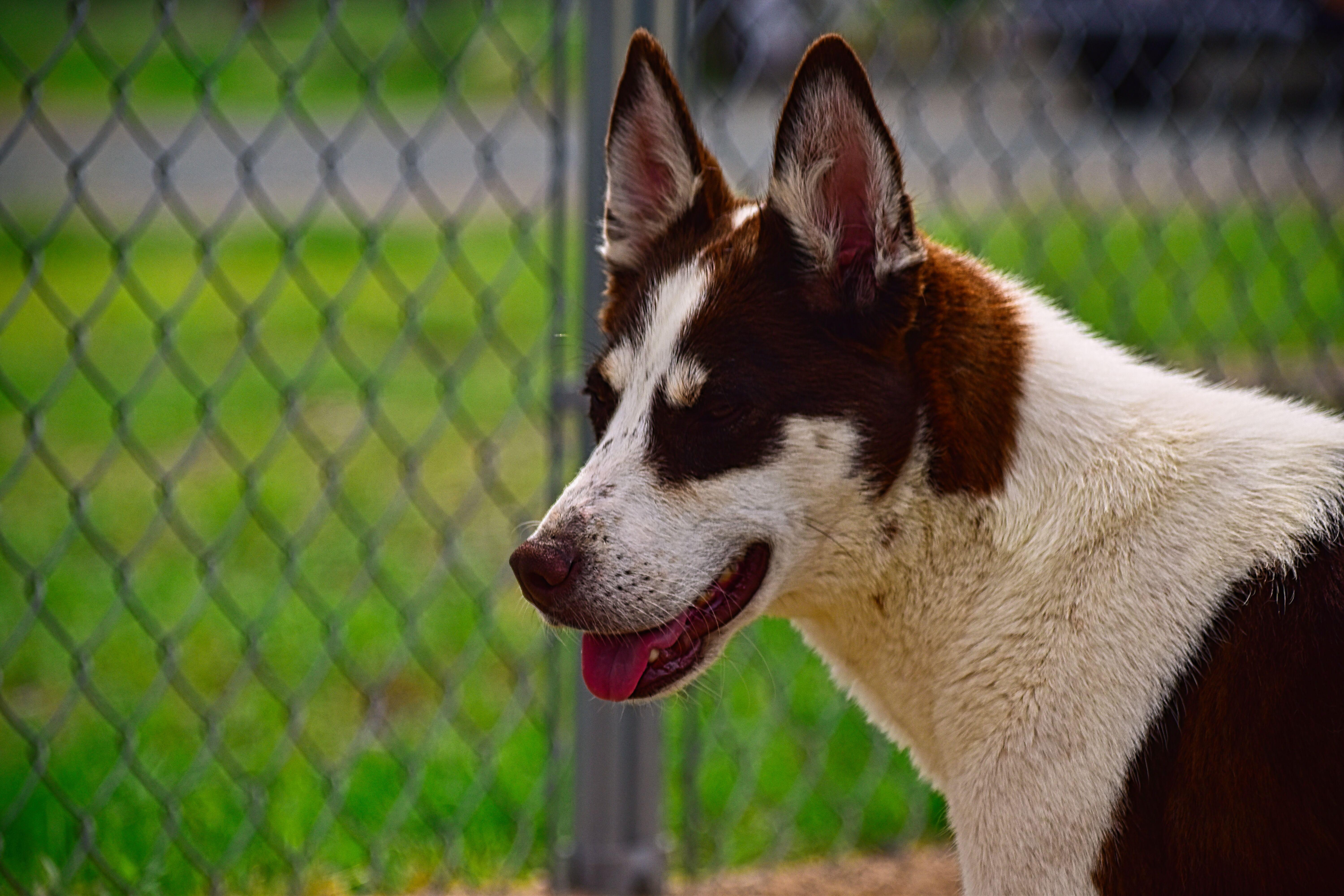 Cocoa, Adoptable, Adult Female Australian Shepherd.