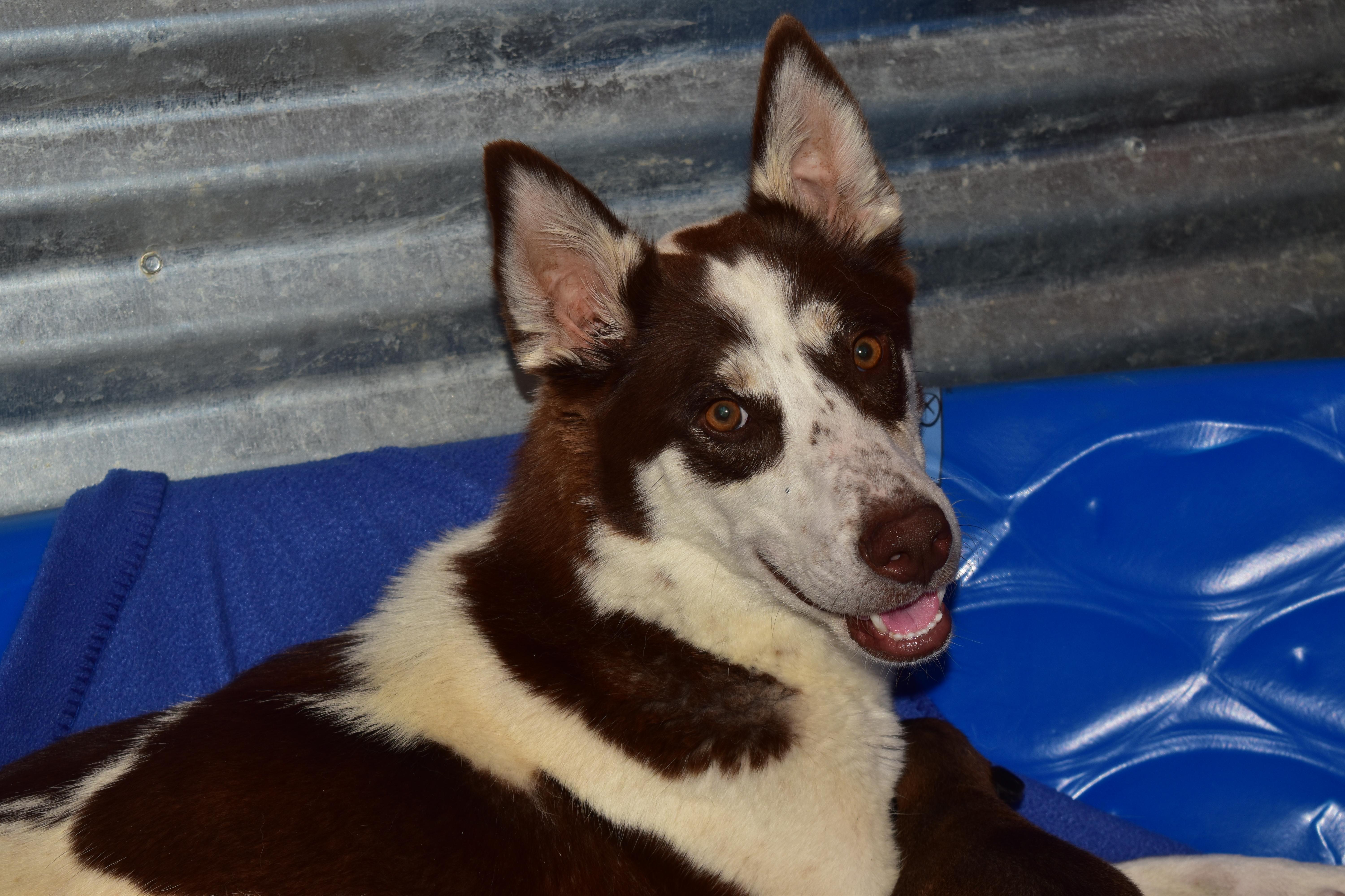 Enlarge Cocoa, a Adoptable mixed breed in Mayer, AZ image 2/3