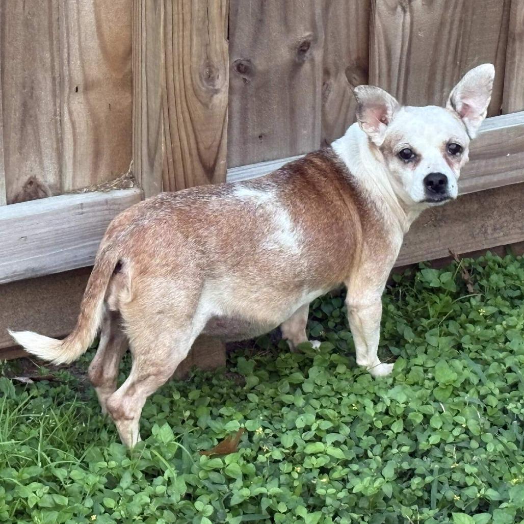 Enlarge Marge, a Adoptable Chihuahua in Katy, TX image 1/1