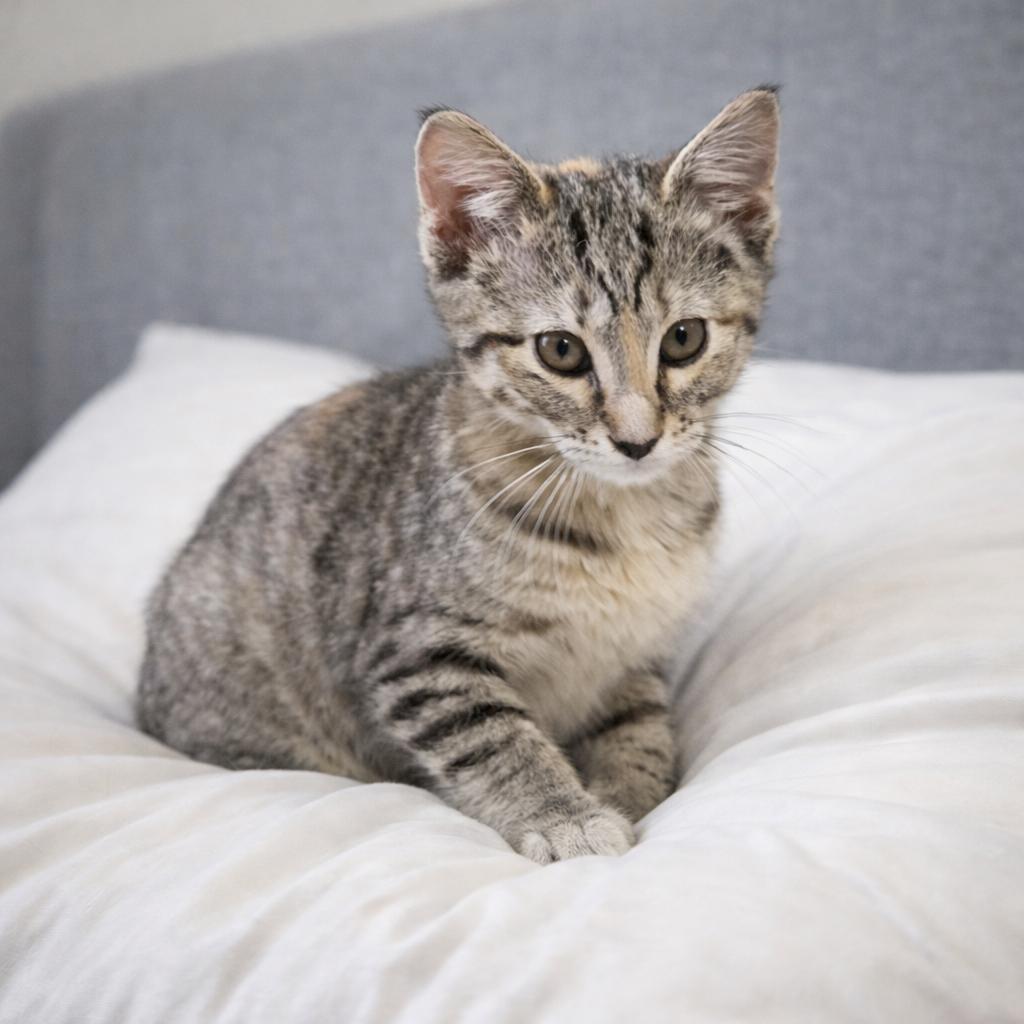 Angel, an adopted American Shorthair in Pinedale, WY image 1/4