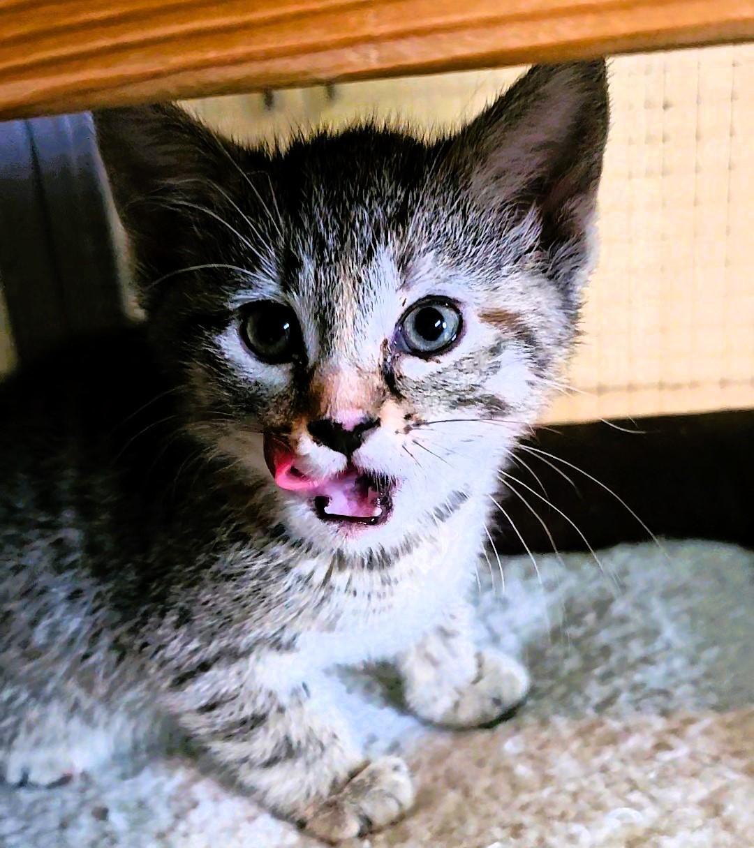Angel, an adopted American Shorthair in Pinedale, WY image 2/4