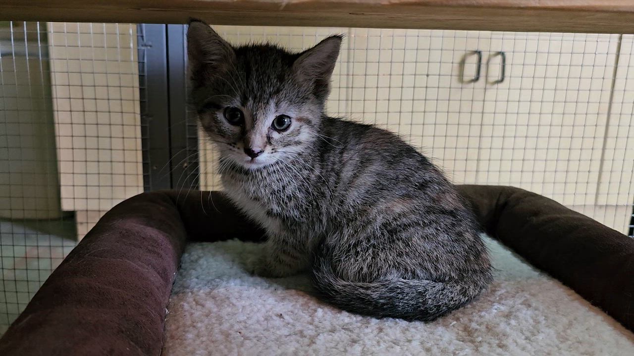 Enlarge Angel, an adopted American Shorthair in Pinedale, WY video 3/4