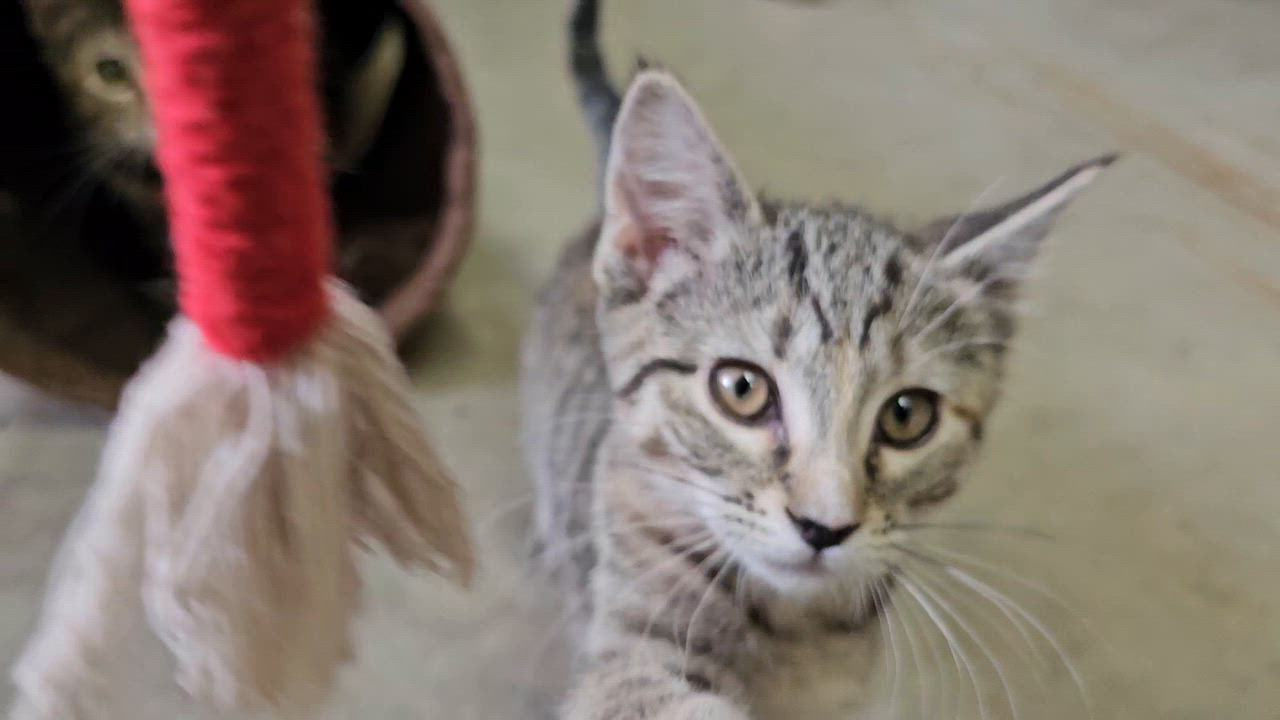 Enlarge Angel, an adopted American Shorthair in Pinedale, WY video 4/4